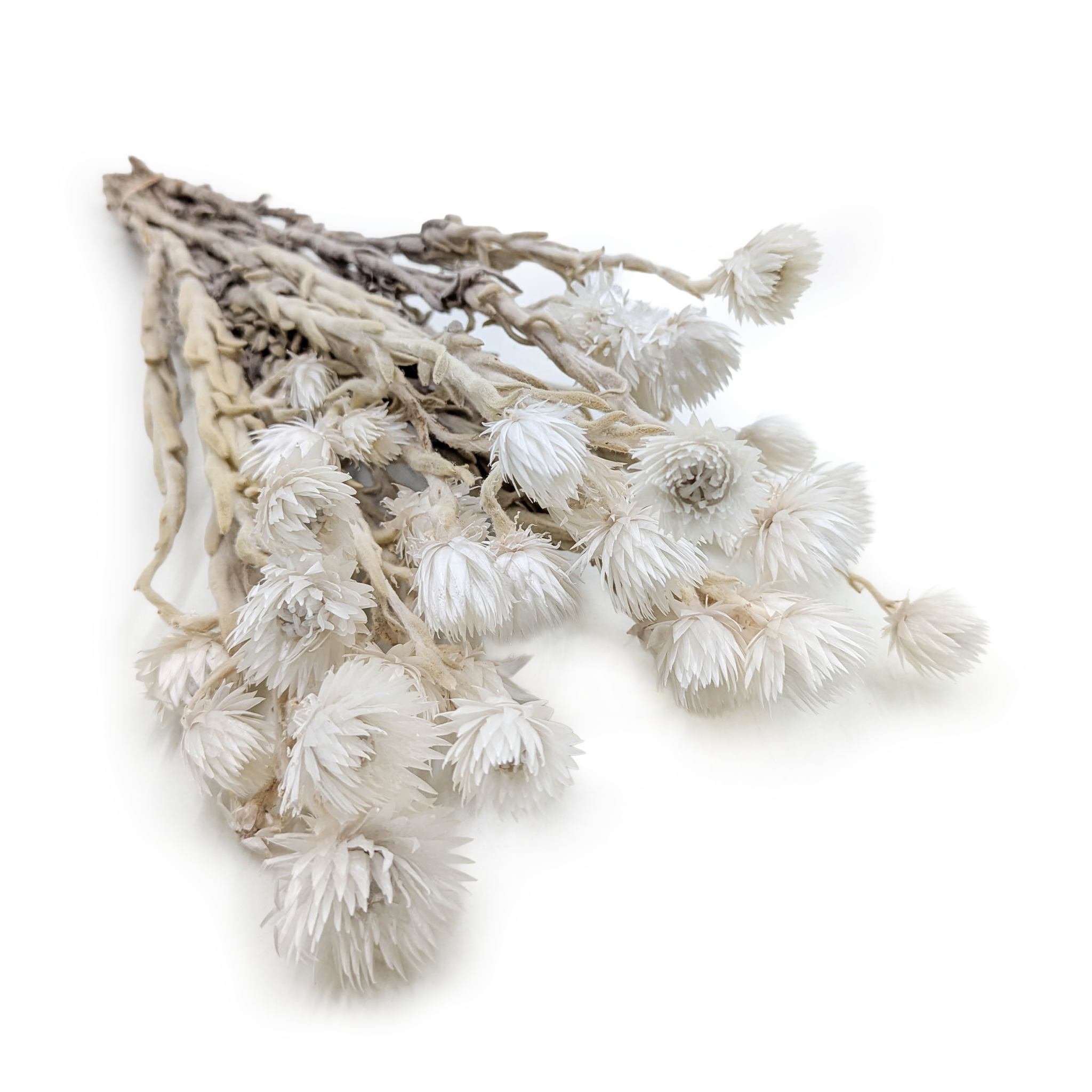 Kaapsblume – Phaenocoma prolifera – (Kapstrohblume) – Naturweiß