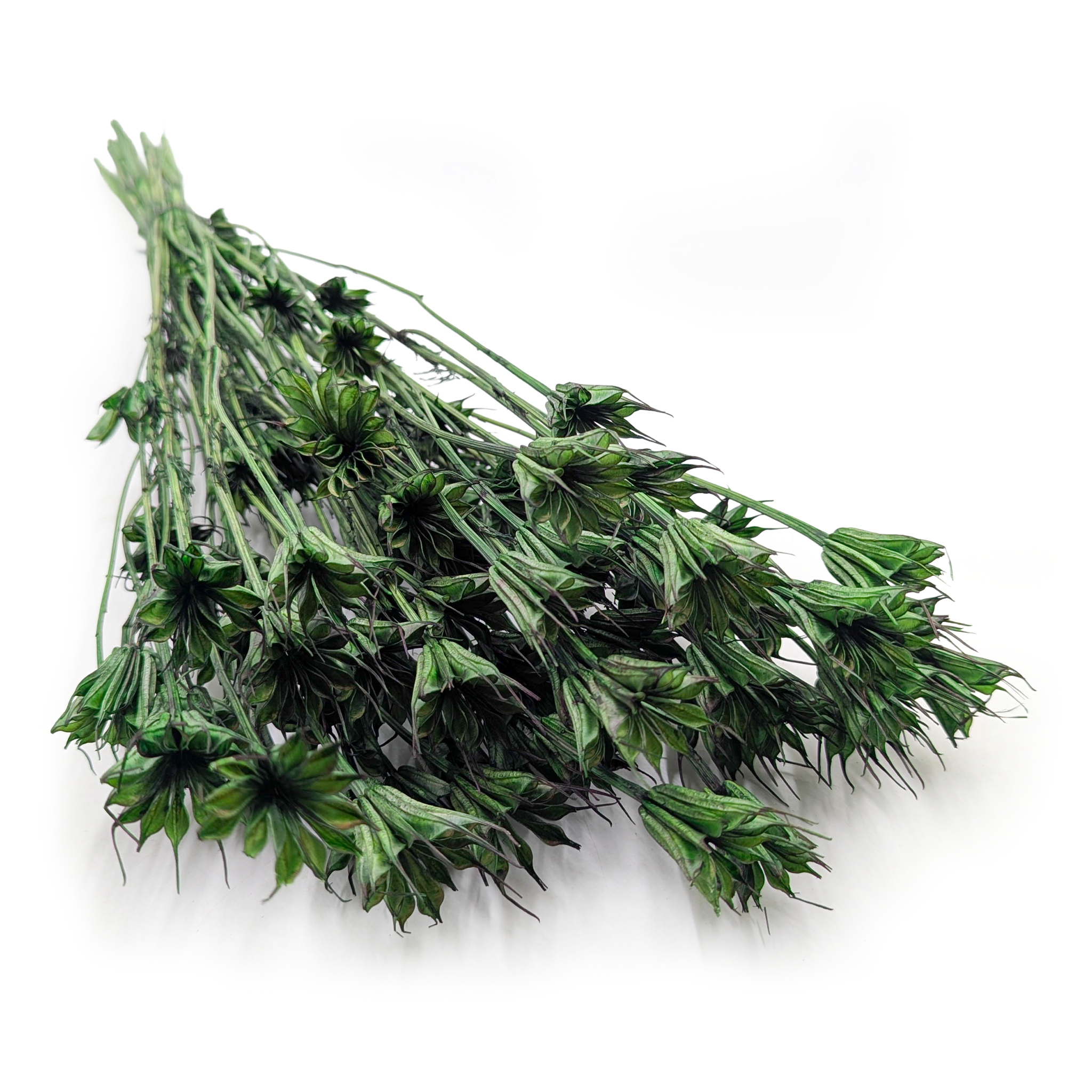 Orientalische Schwarzkümmelblume Getrocknete - (Nigella Orientalis) - Flaschengrün