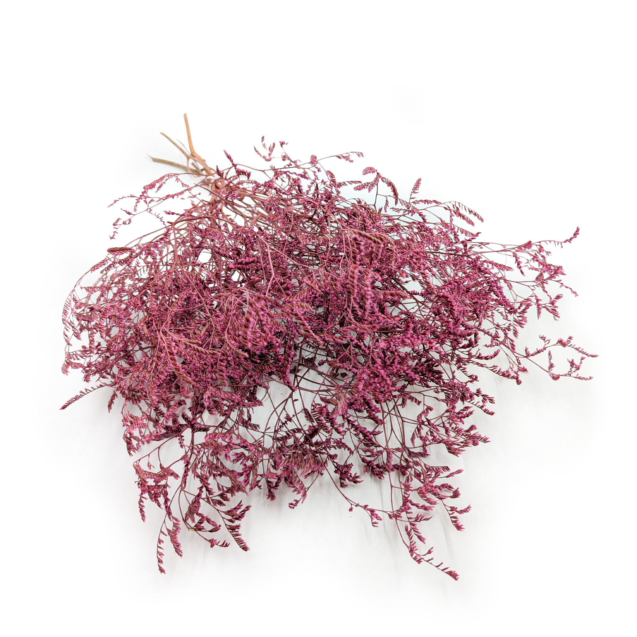 Getrockneter Strandflieder – Limonium Latifolium – Rosa