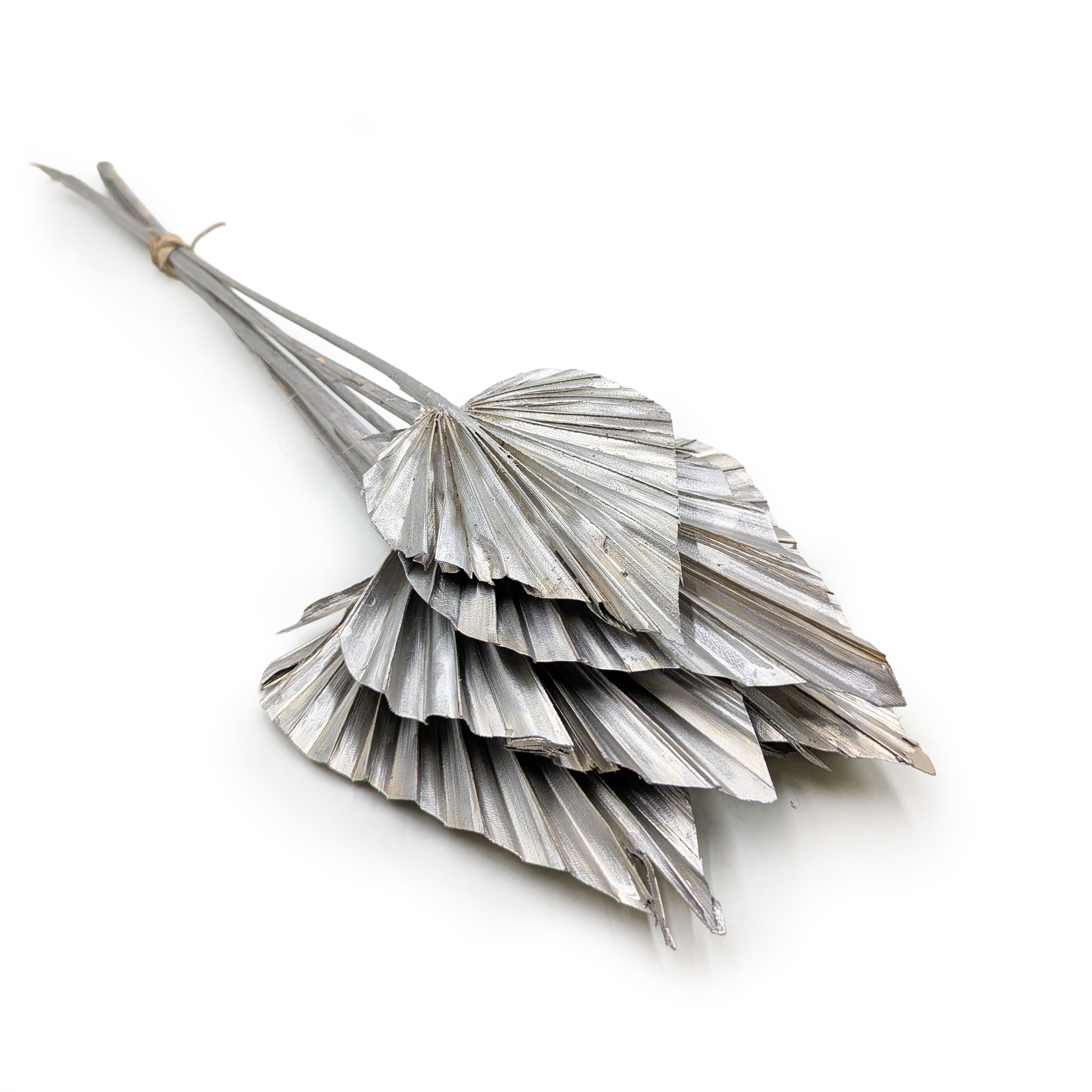 Palmenspeer Getrocknete - (Palm Spear) - Silber Platin