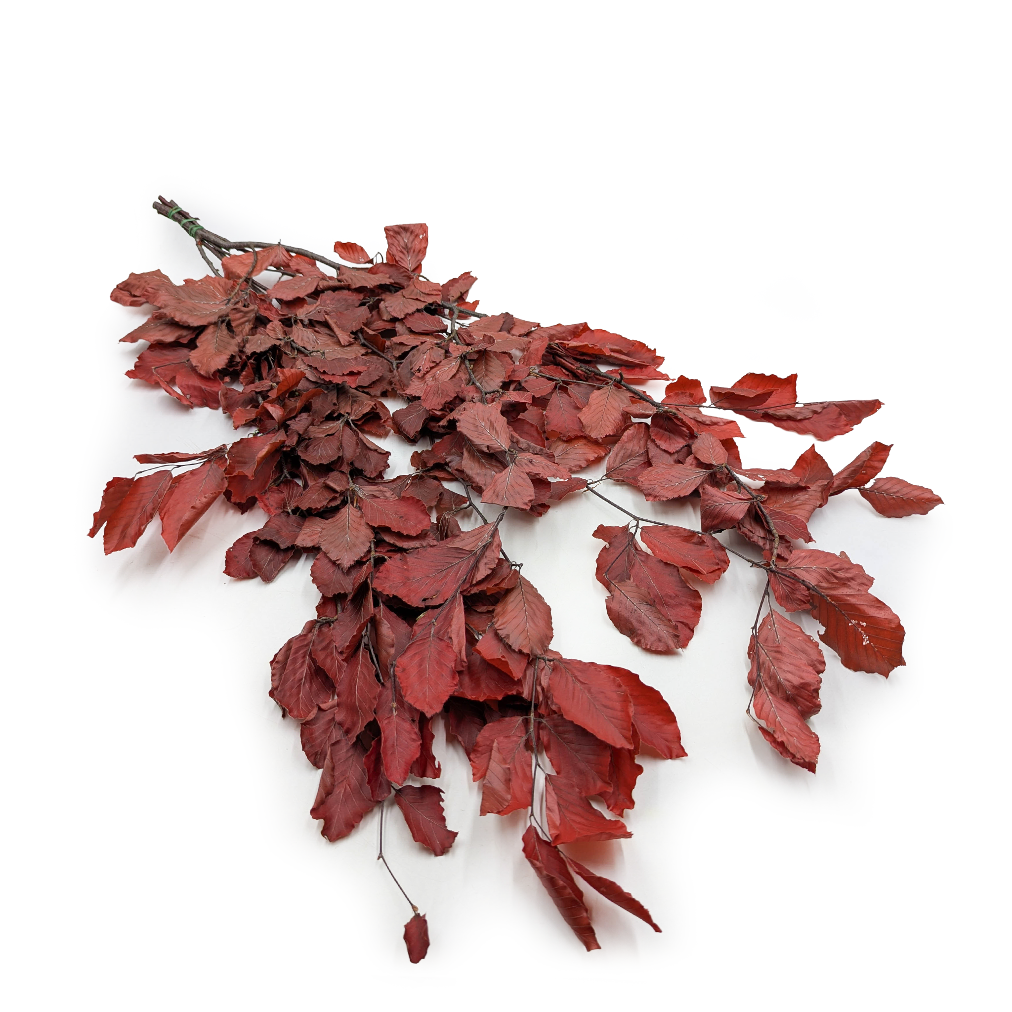 Stabilisierte Buche (Faggio) – Rot