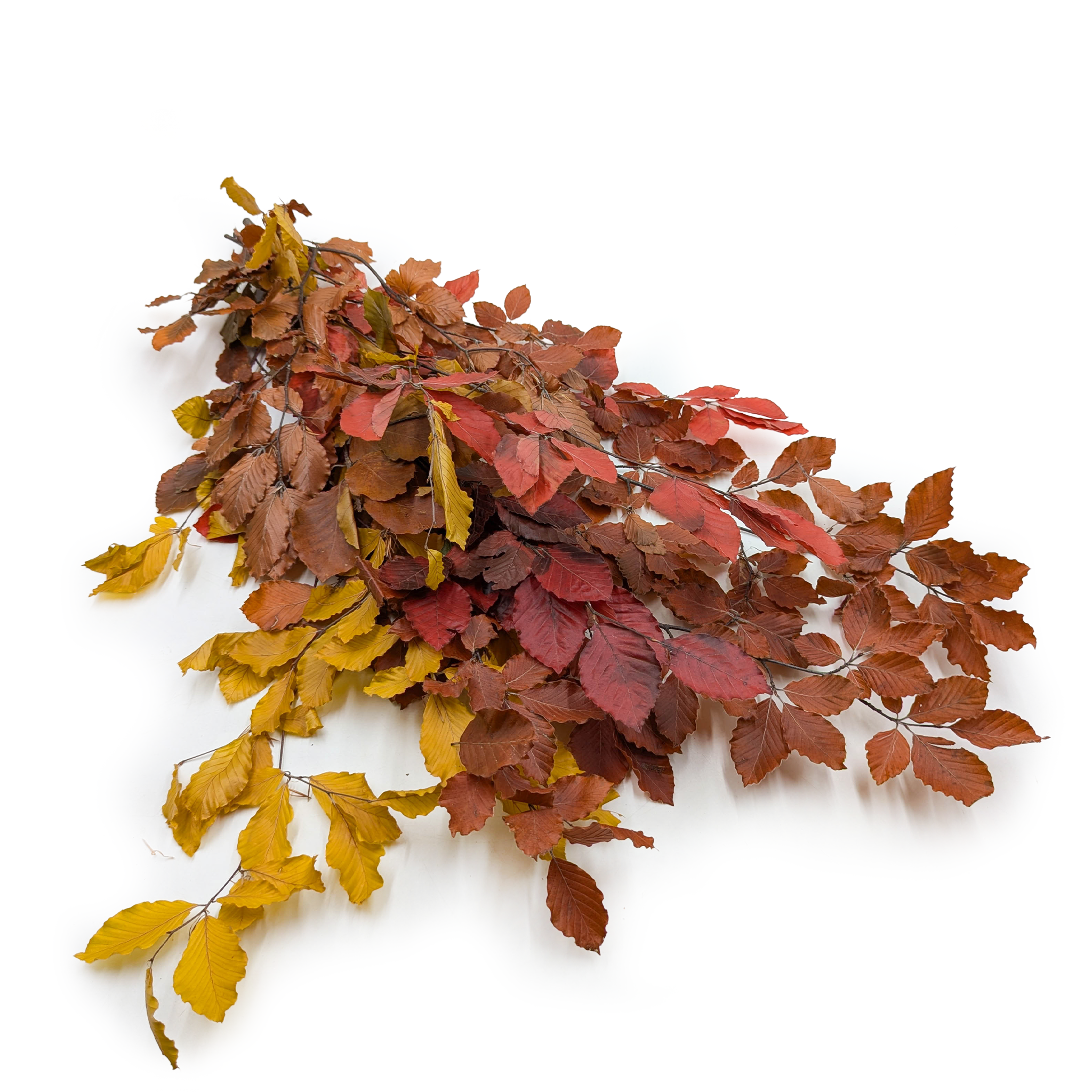 Stabilisierte Buche (Faggio) – Herbstmix