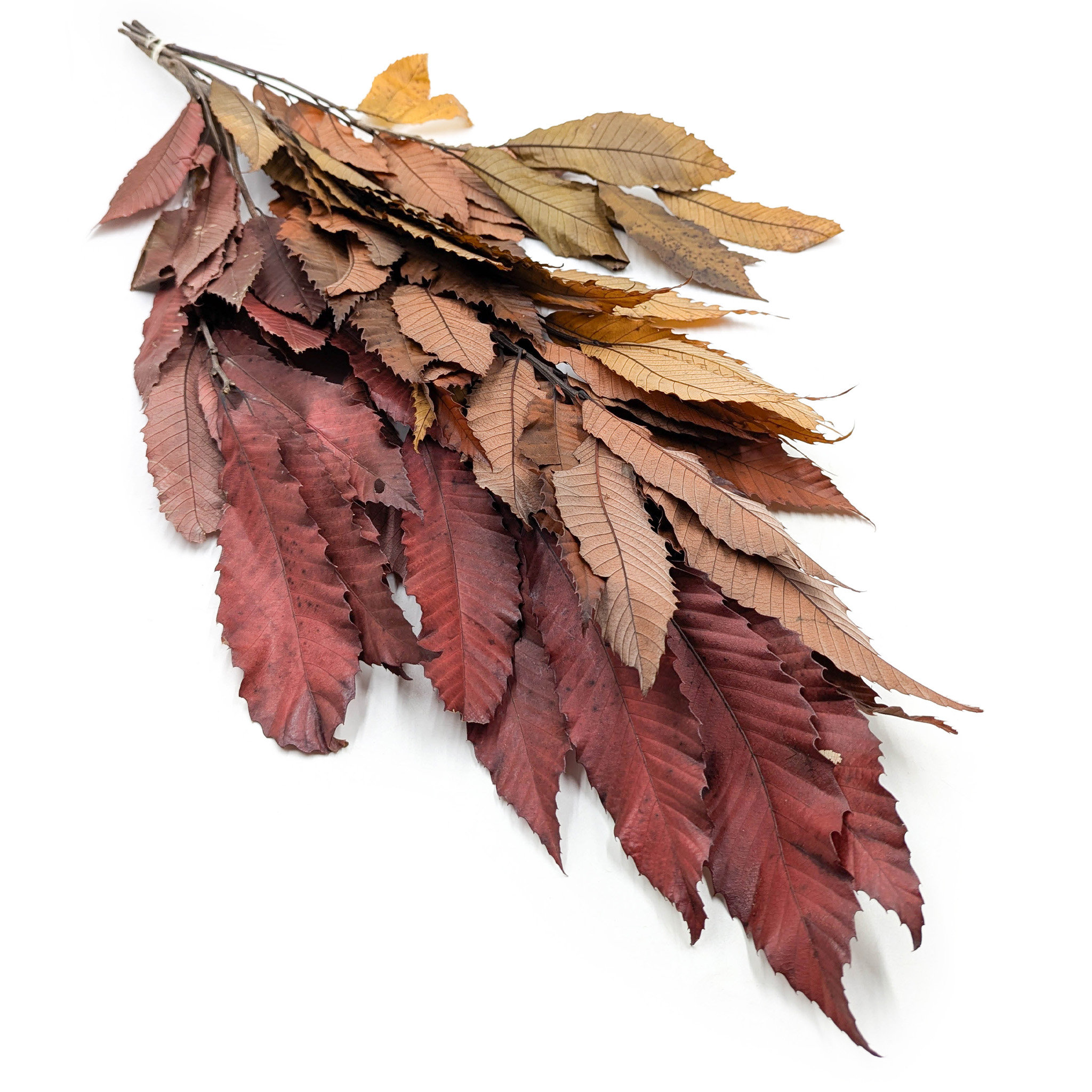 Stabilisierte Kastanienblätter – Herbstfarben