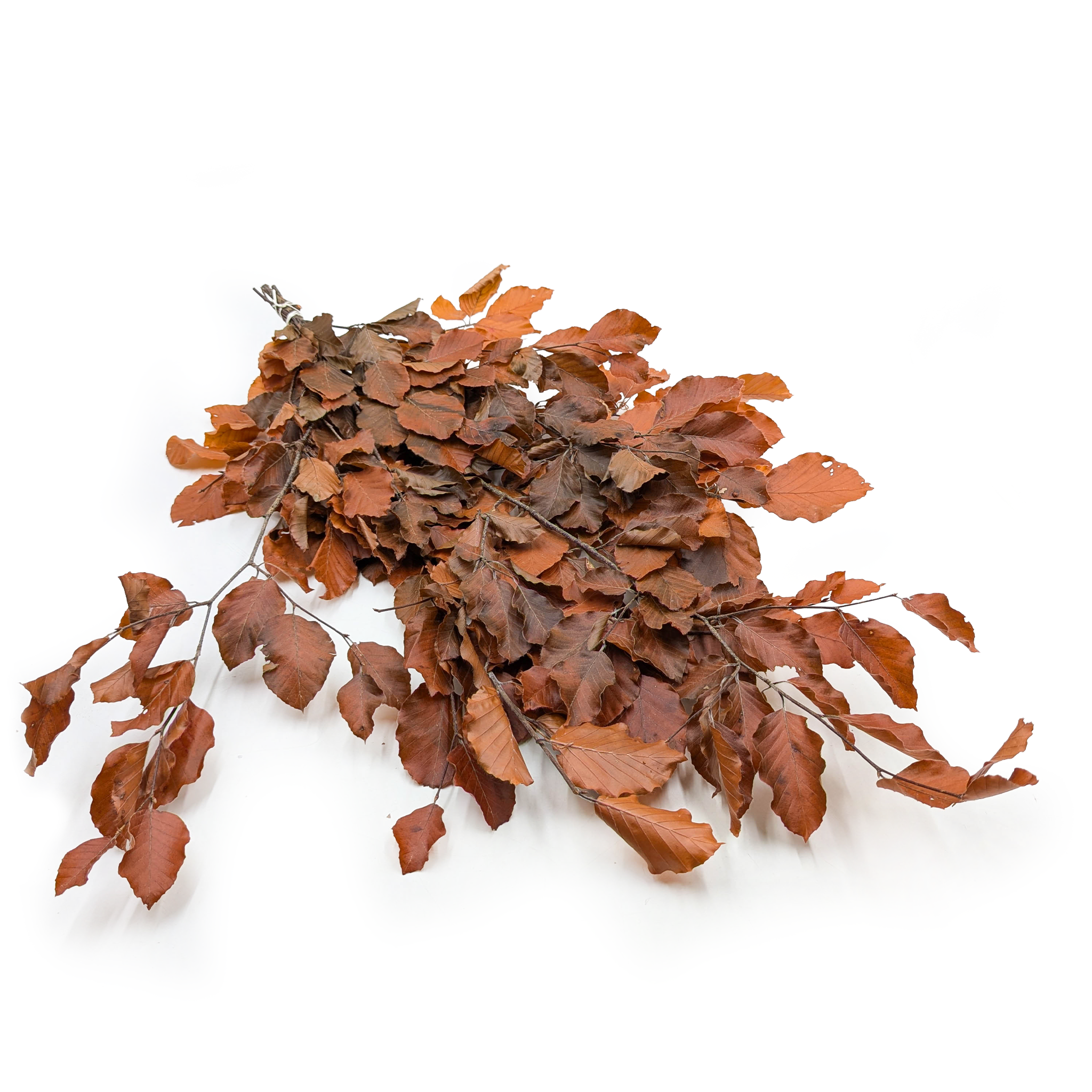 Stabilisierte Buche (Faggio) – Orange