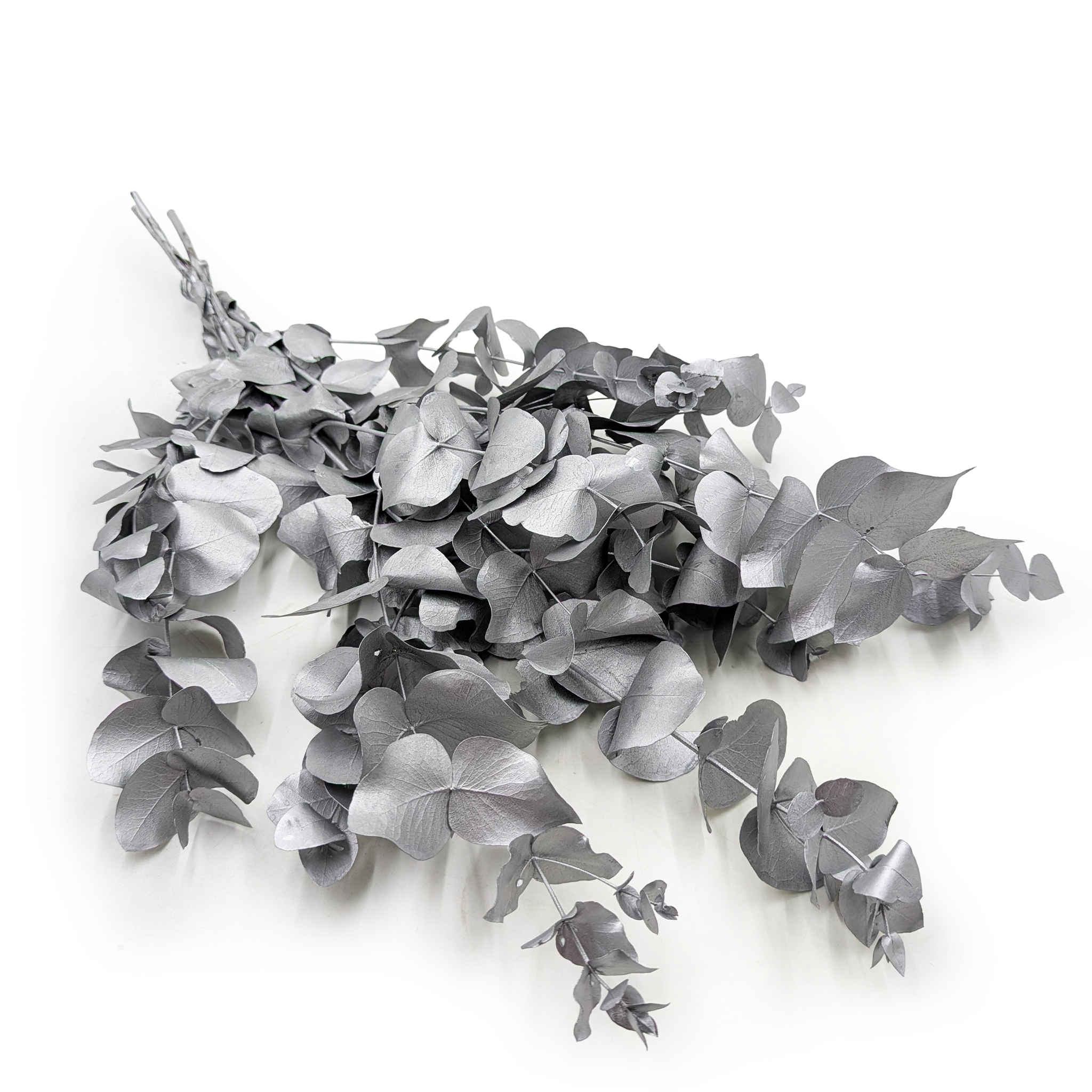 Stabilisierter Eukalyptus – Cinerea – Silber