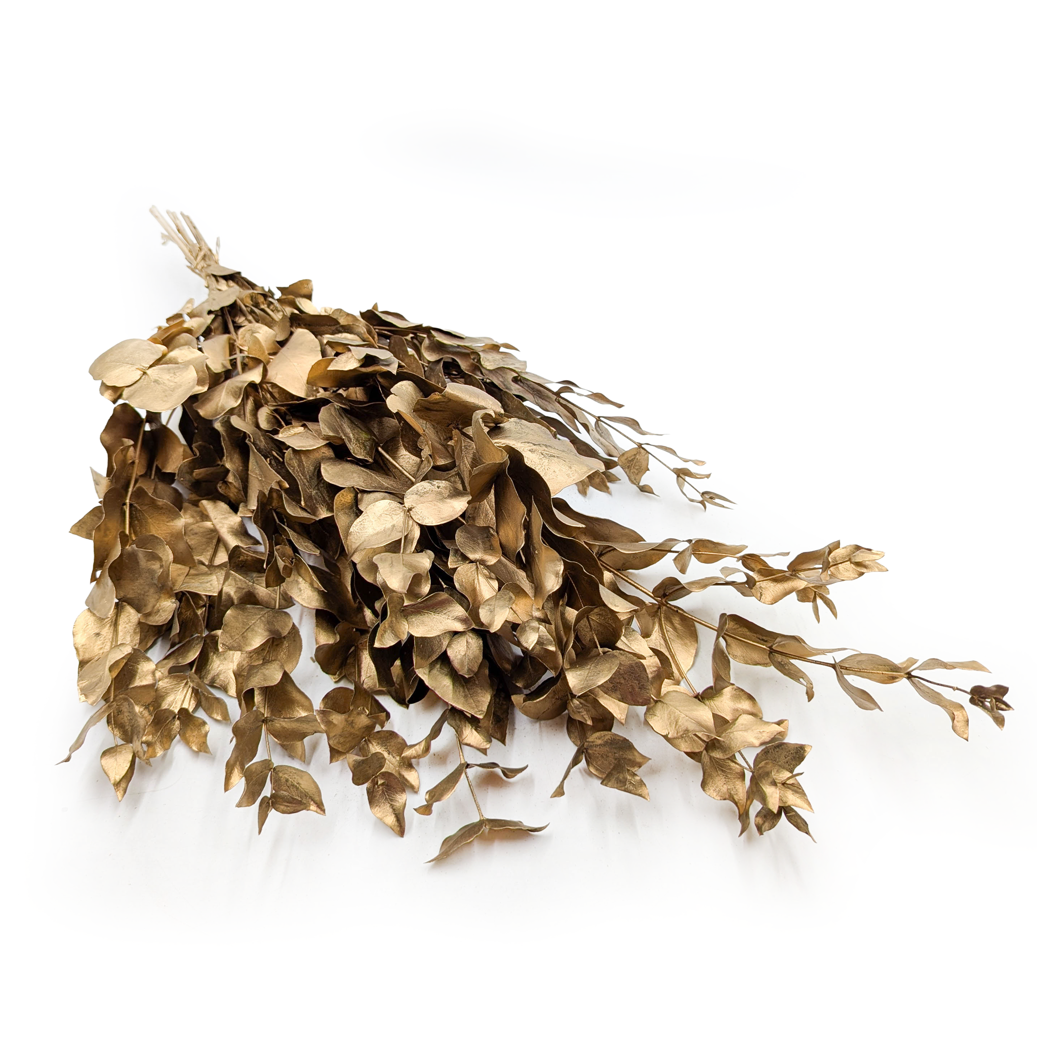 Stabilisierter Eukalyptus – Cinerea – Gold
