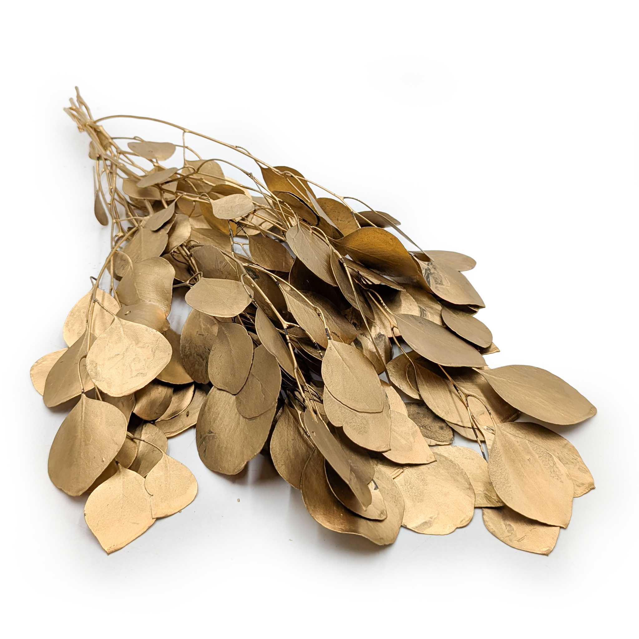 Stabilisierter Eukalyptus – Populus – Gold