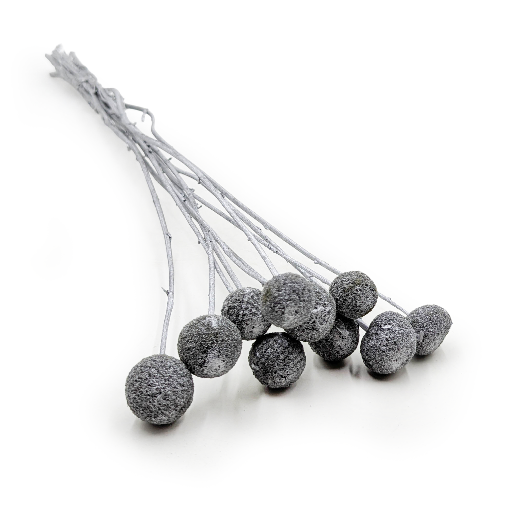 Getrocknete Craspedia – Silber – Bund 10 Stiele