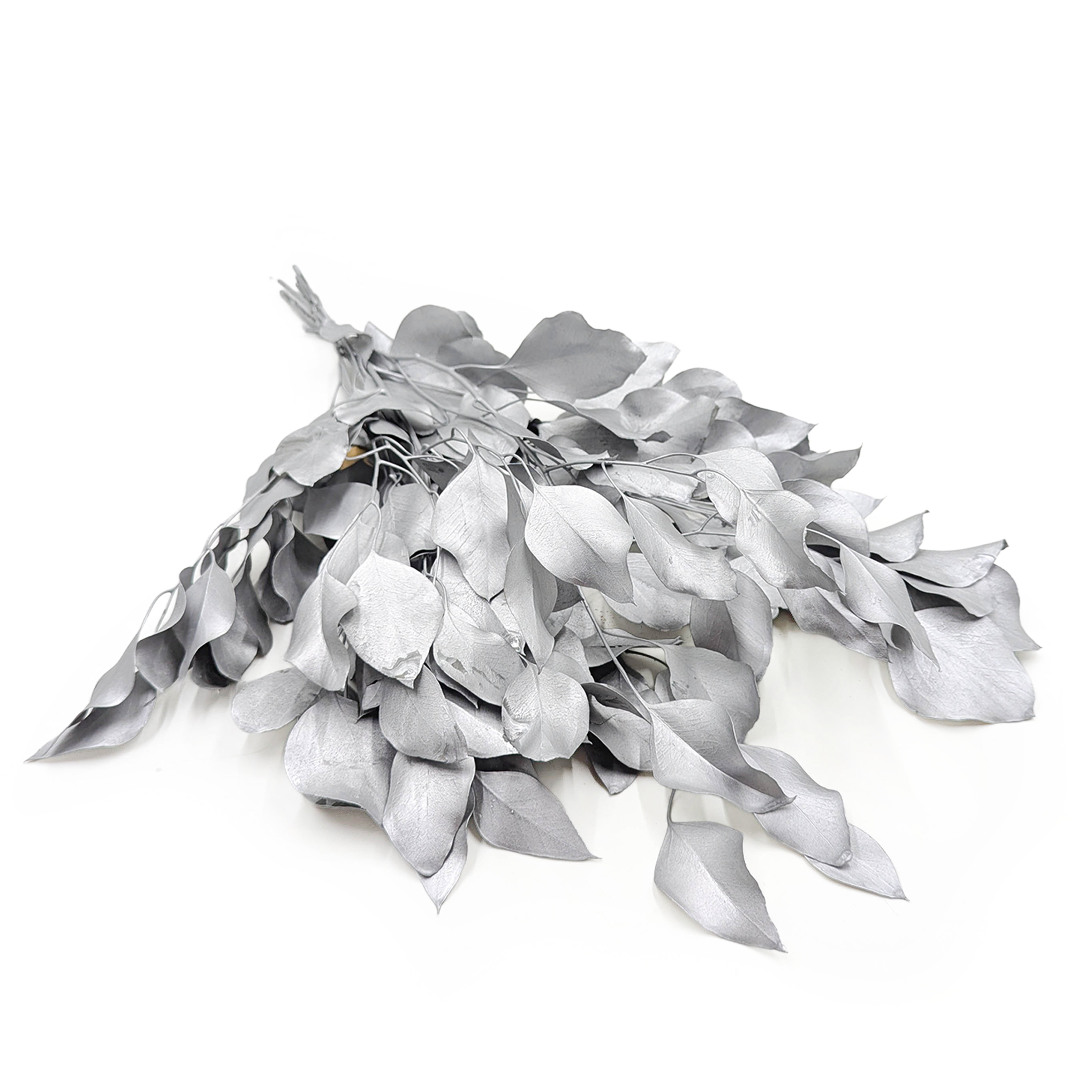 Stabilisierter Eukalyptus – Populus – Silber