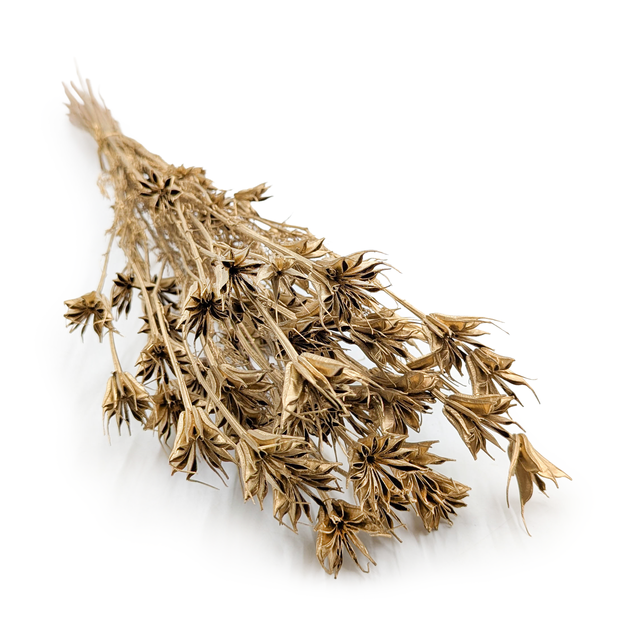 Orientalische Schwarzkümmelblume Getrocknete - (Nigella Orientalis) - Gold