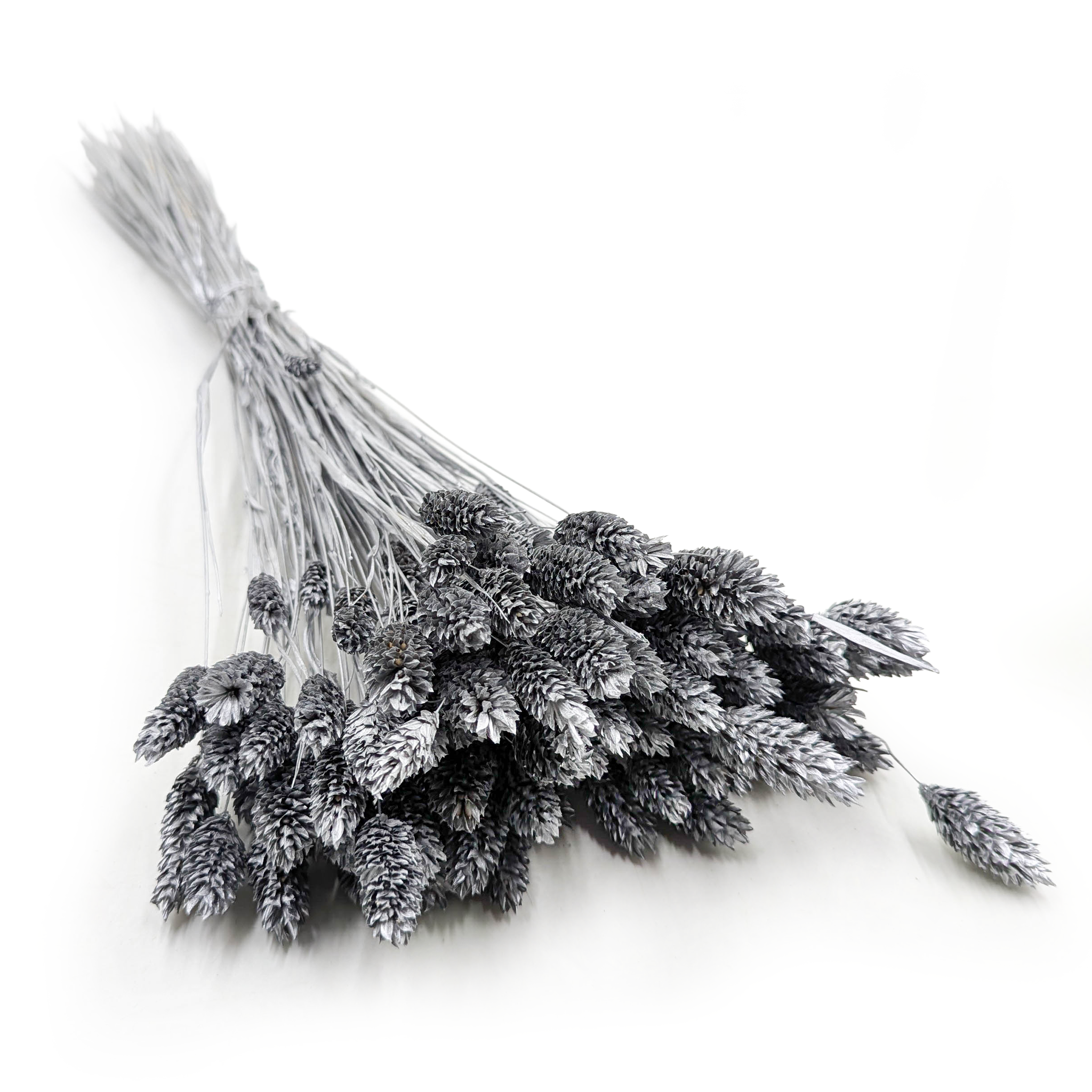 Phalaris Getrocknete - Kanariengras - Silber