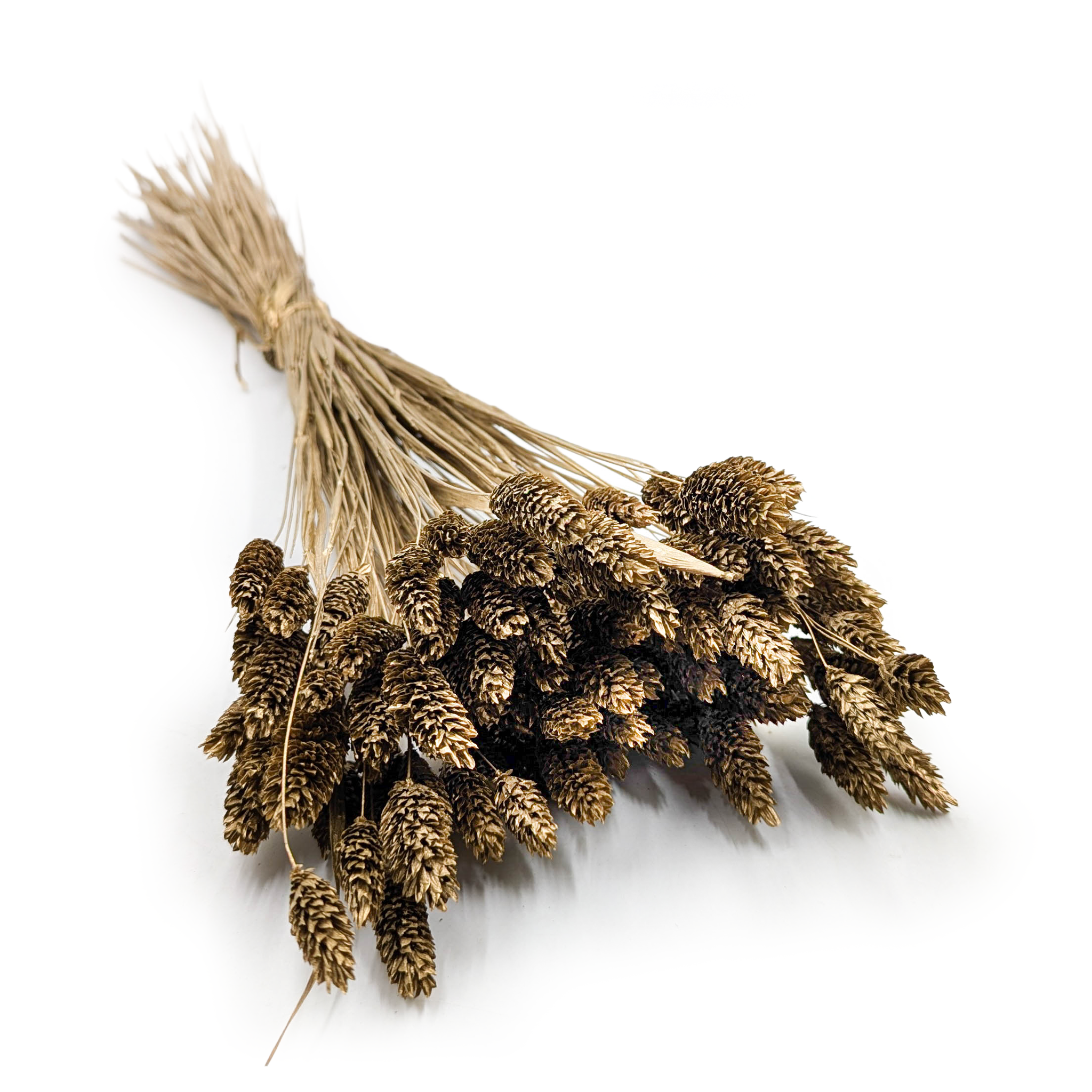 Phalaris Getrocknete - Kanariengras - Gold