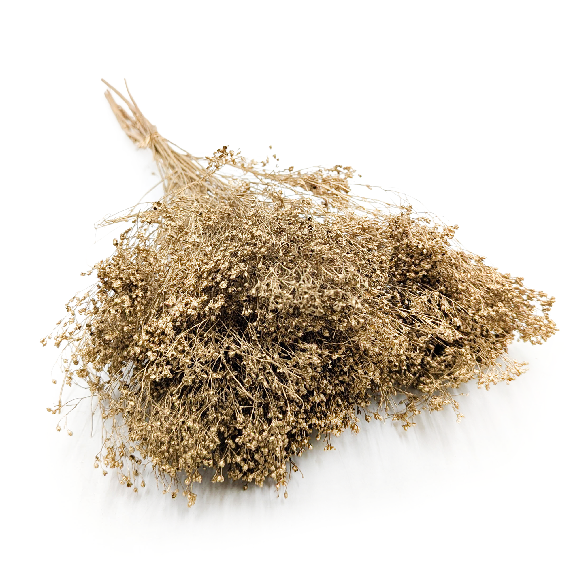 Broom Bloom – Getrockneter Ginster – Gold
