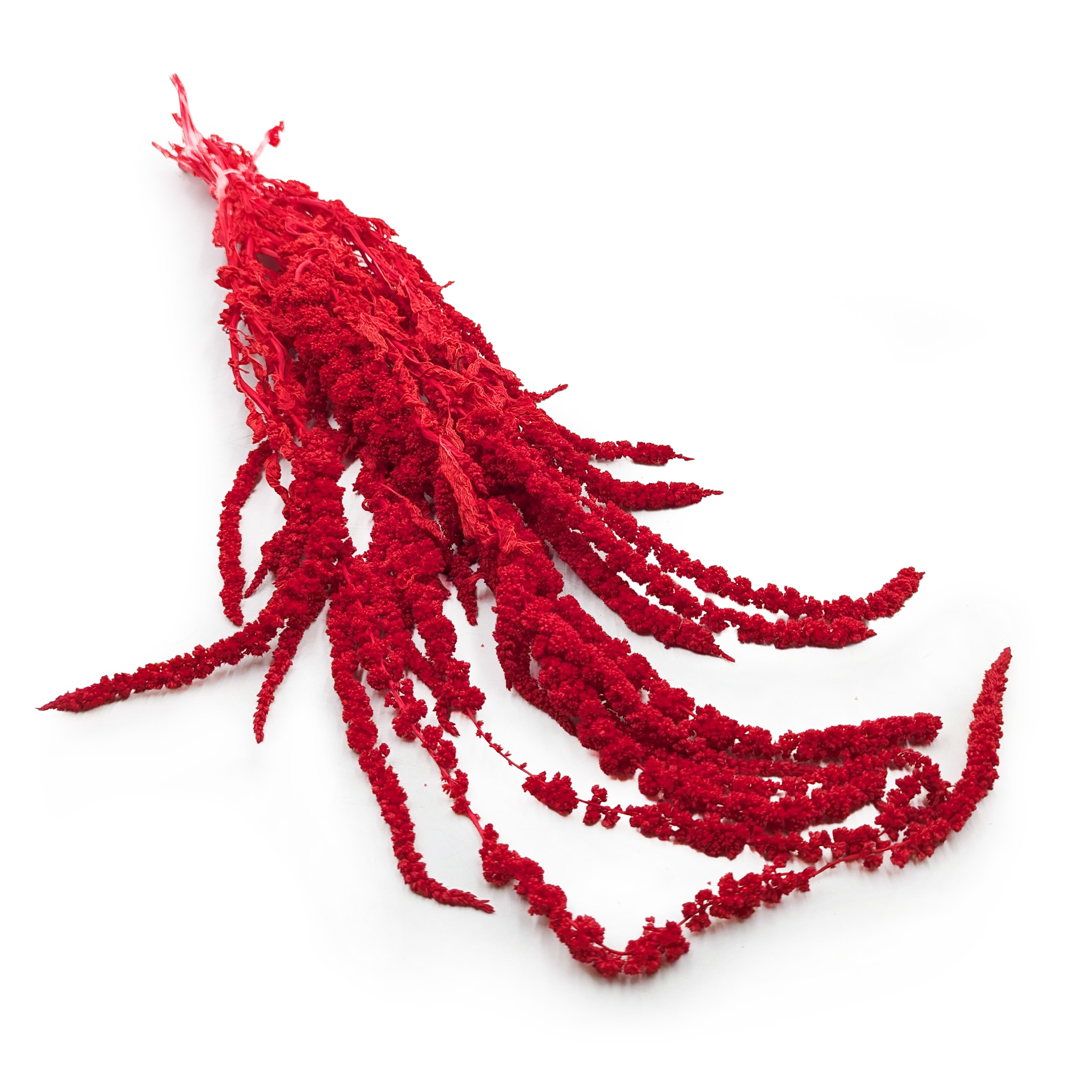 Stabilisiertes Amaranth – Amaranth – Rot