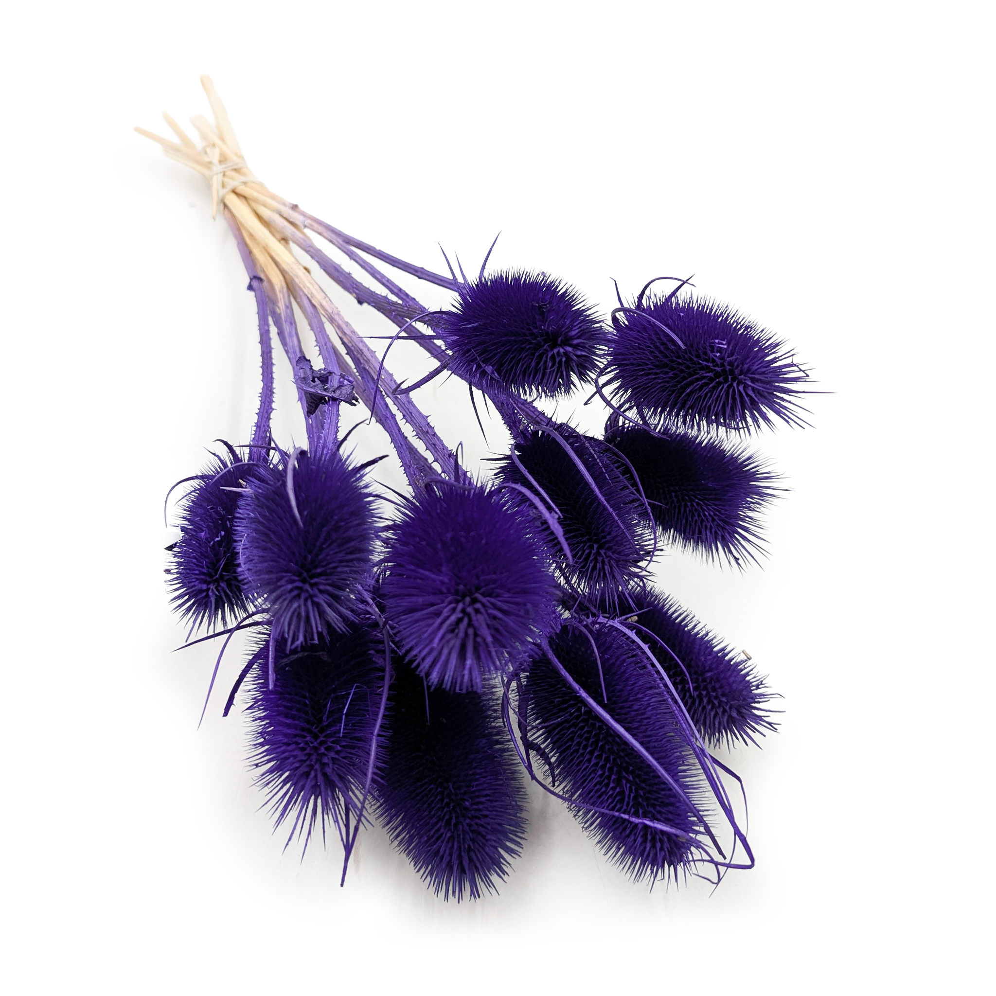Distel - (Dipsacus) - Blau