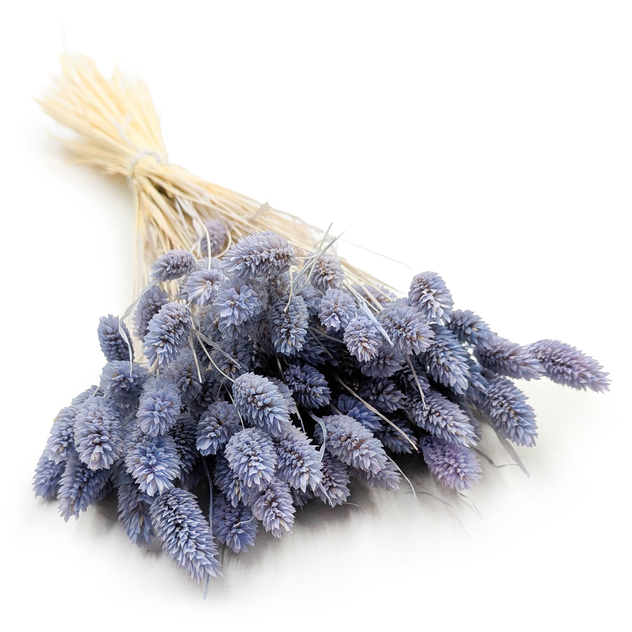 Phalaris Getrocknete - Kanariengras - Blau Jeans