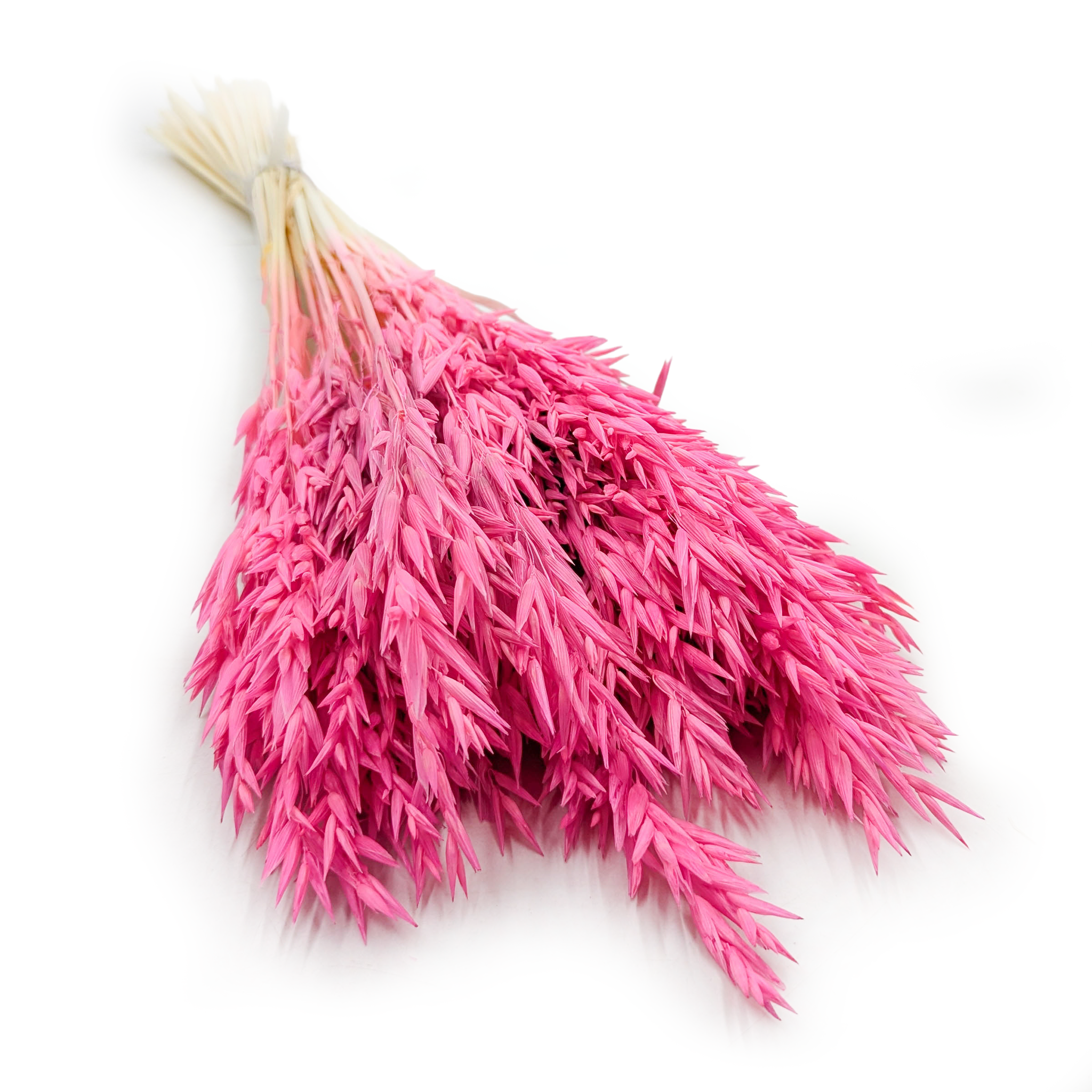 Getrocknete Gerste -  Fuchsia 