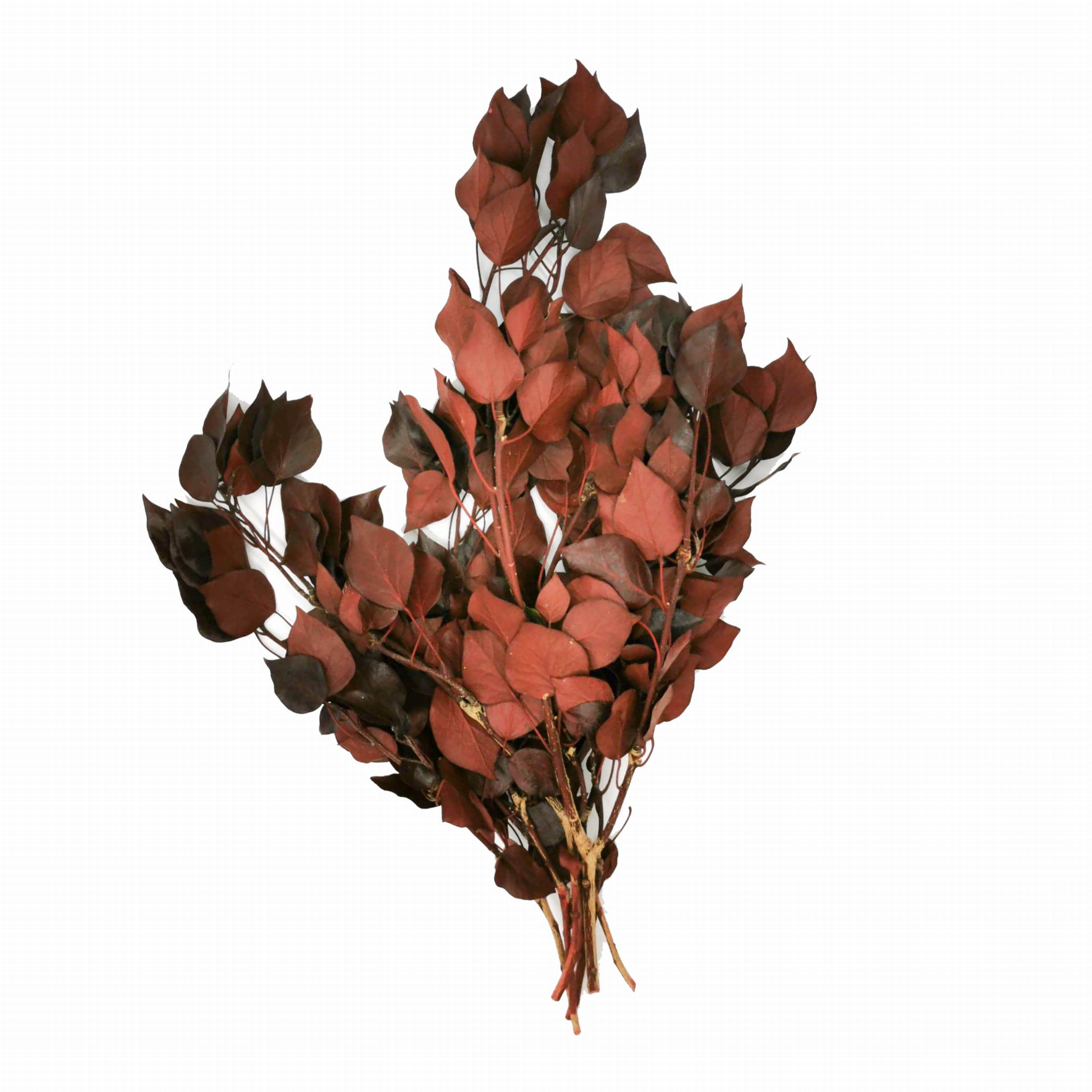 Stabilisiertes Efeu - Rot