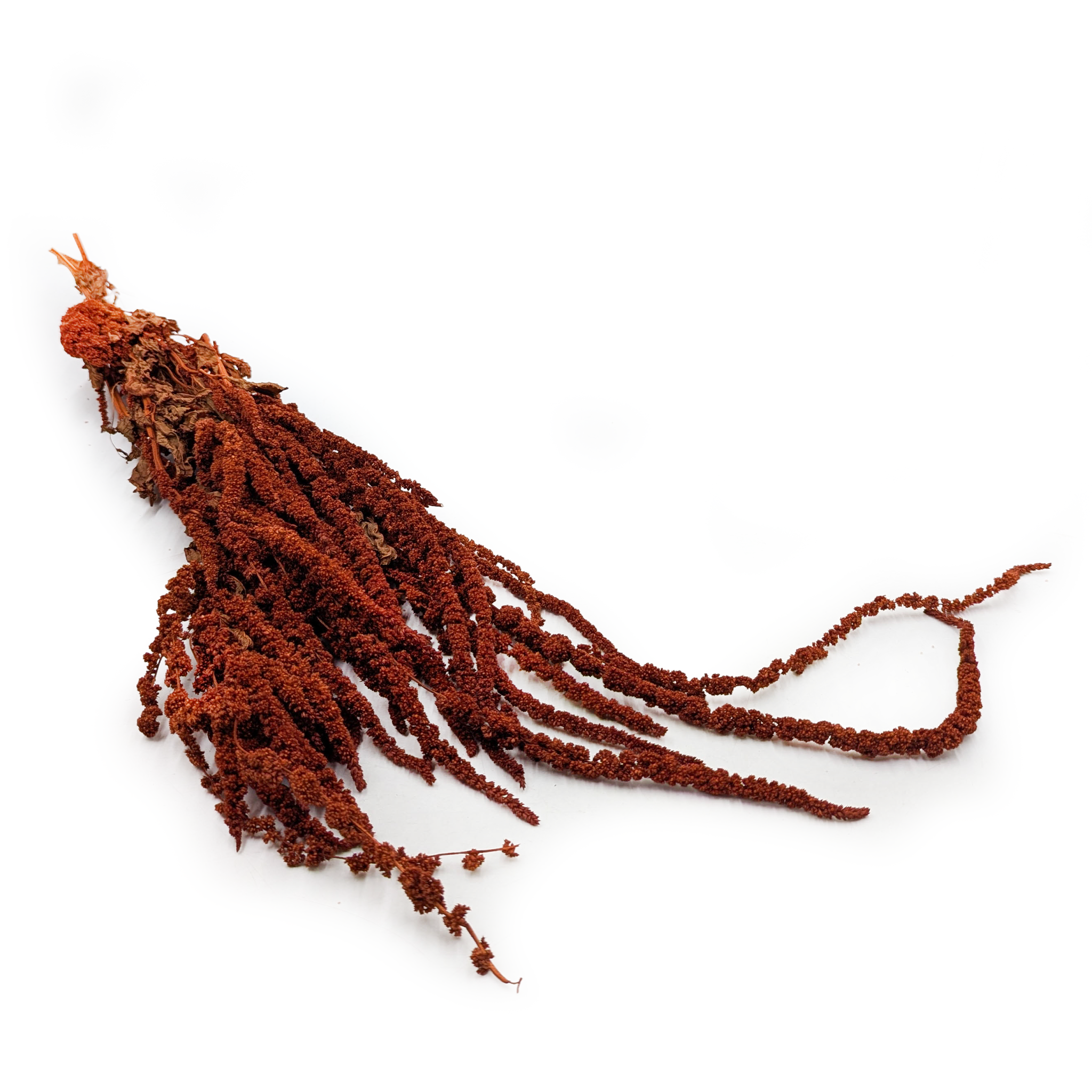 Stabilisiertes Amaranth – Amaranth – Bordeauxrot (1)
