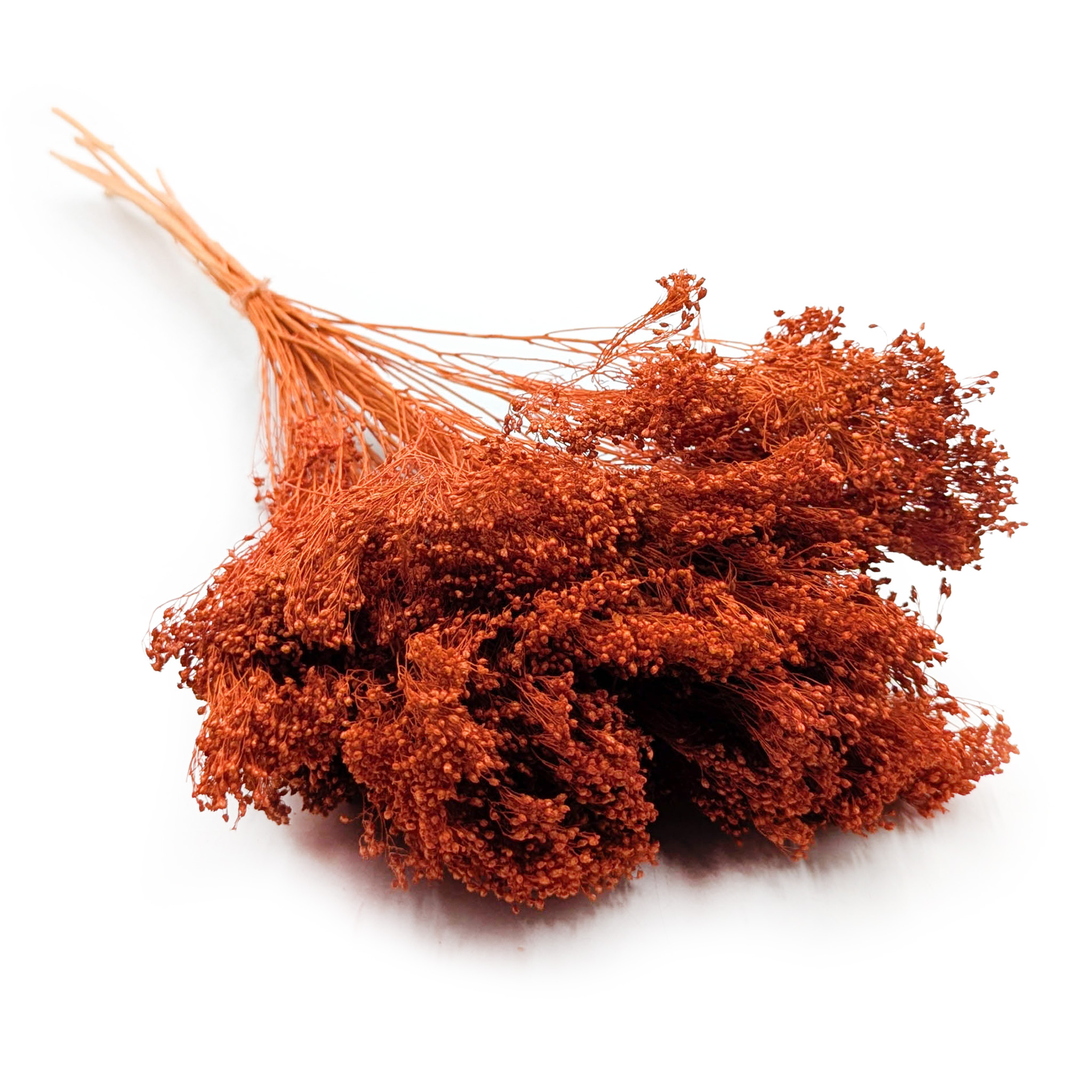 Getrockneter Broom Bloom – Dunkle Terrakotta