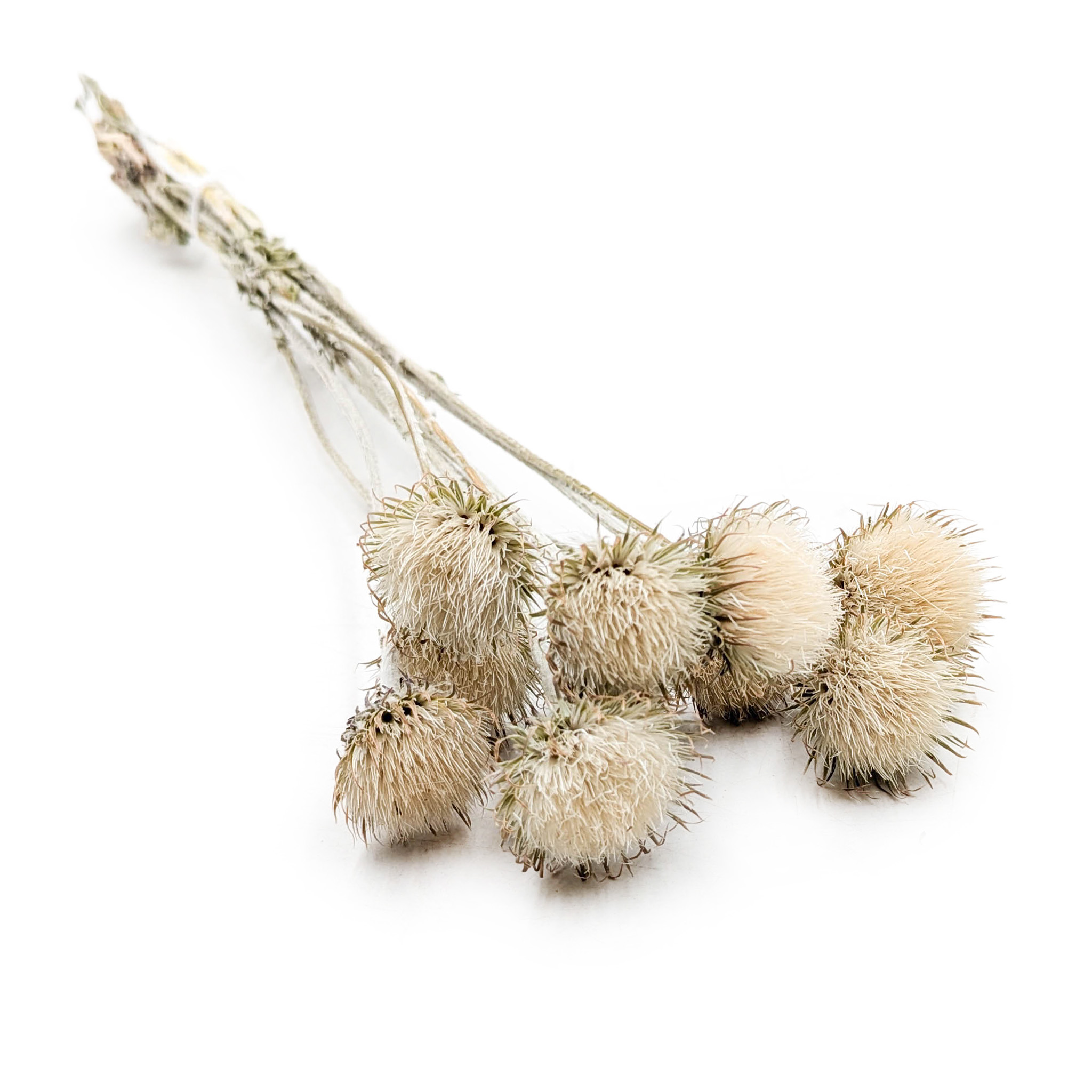 Bergdistel – (Cardo di montagna) – Naturweiß