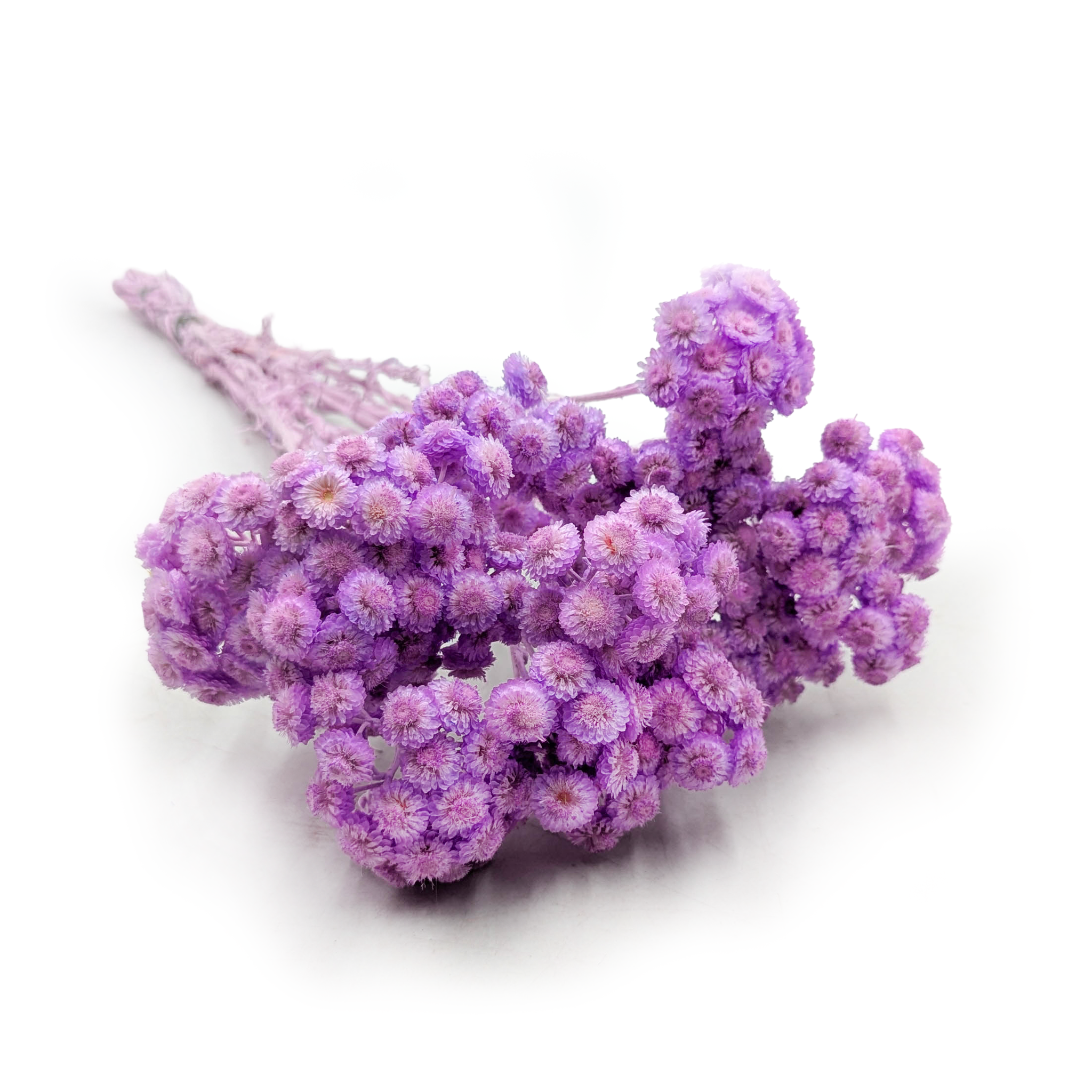 Getrocknetes Helichrysum - (Helichrysum italicum) - Flieder