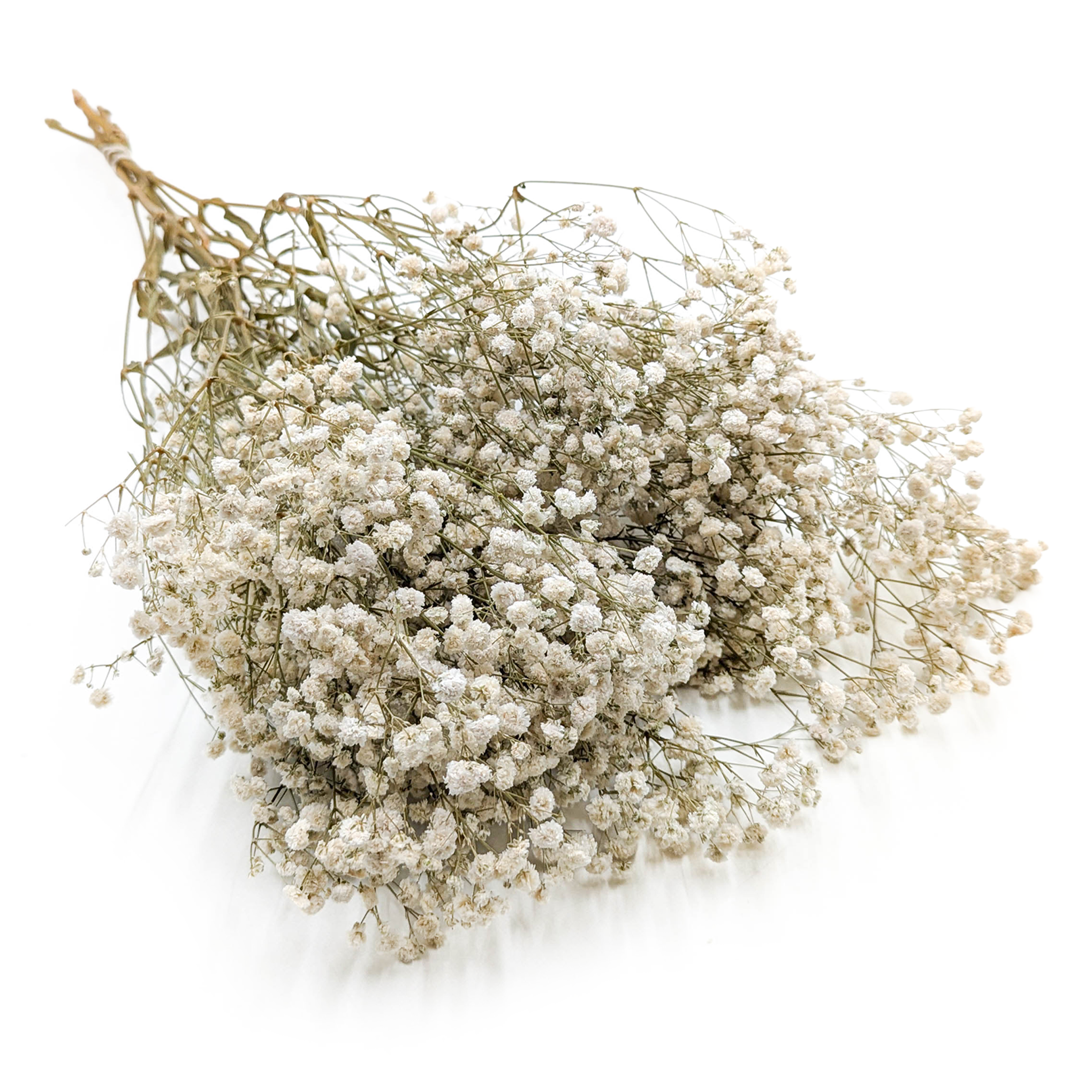 Stabilisierte Schleierkraut - (Gypsophila) - Royal Bouquet - Natur