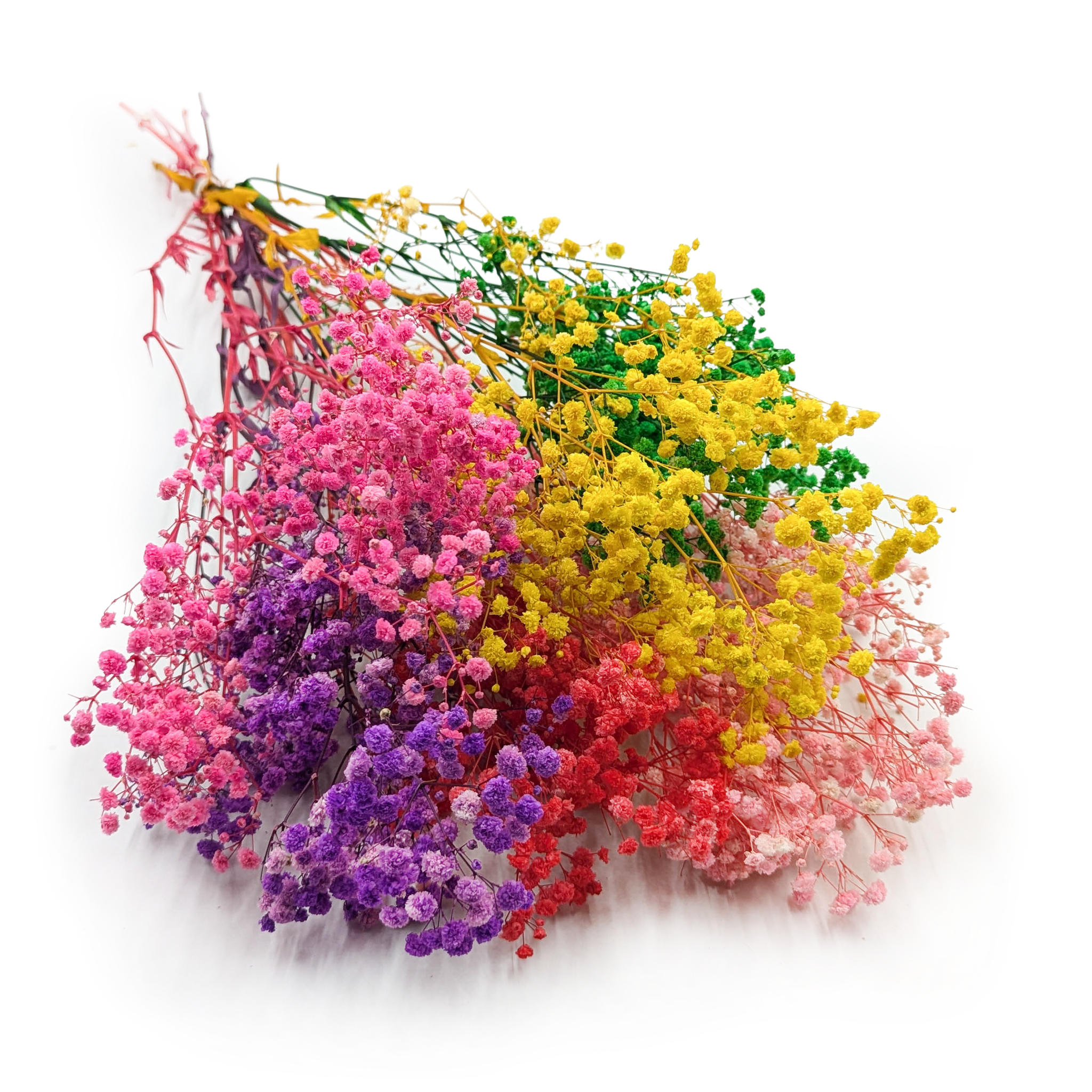 Stabilisierte Schleierkraut - (Gypsophila) - Royal Bouquet - Farbmix