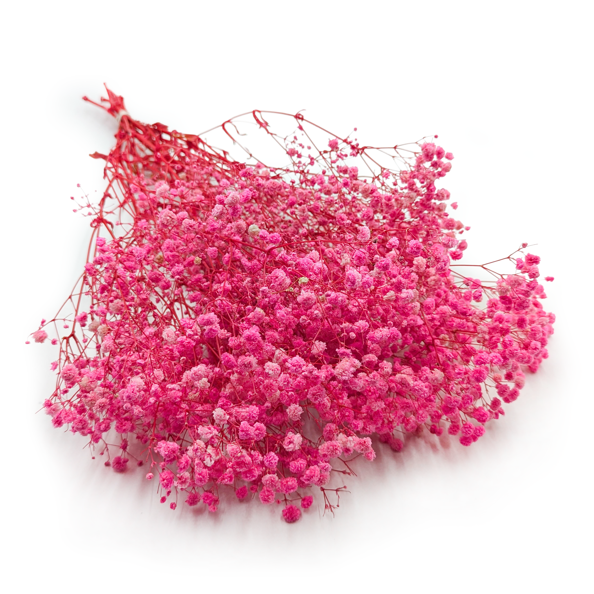 Stabilisierte Schleierkraut - (Gypsophila) - Royal Bouquet - Dunkelrosa