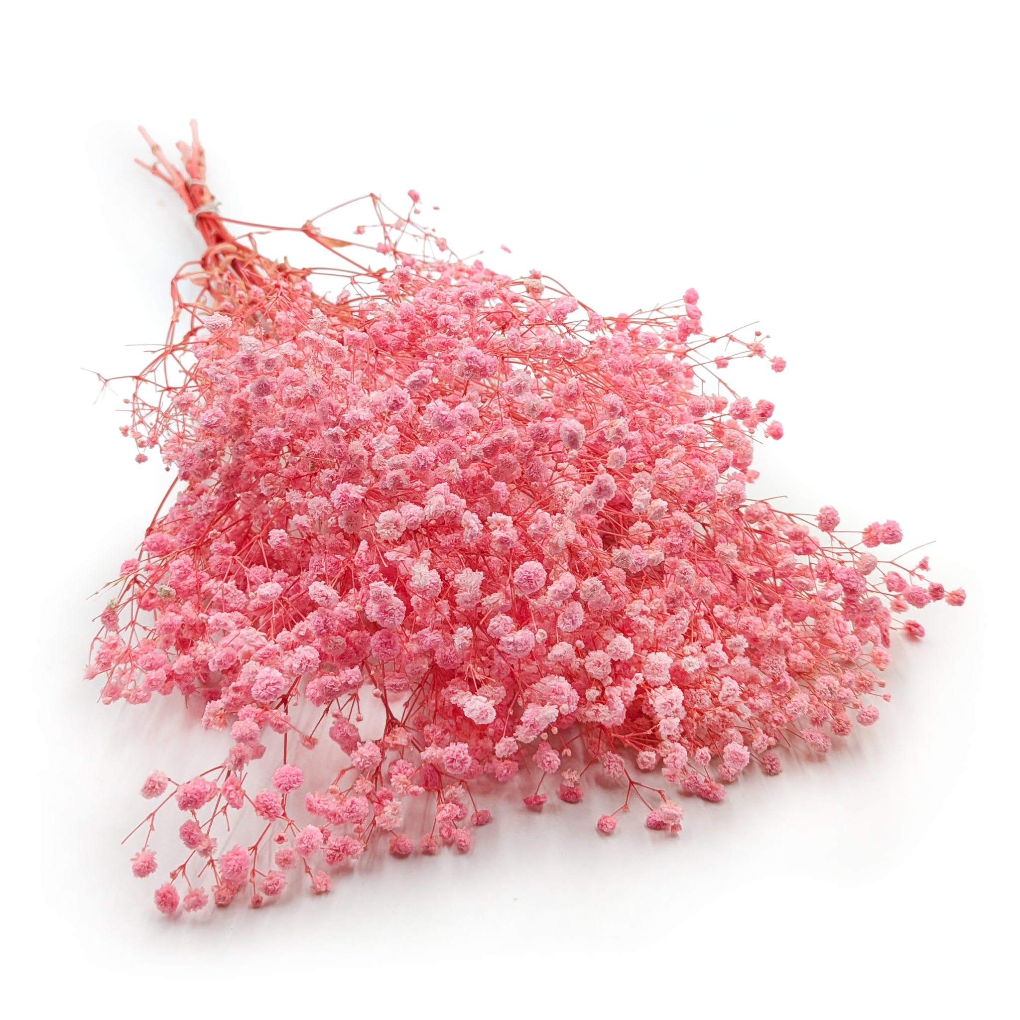 Stabilisierte Schleierkraut - (Gypsophila) - Royal Bouquet - Hellrosa