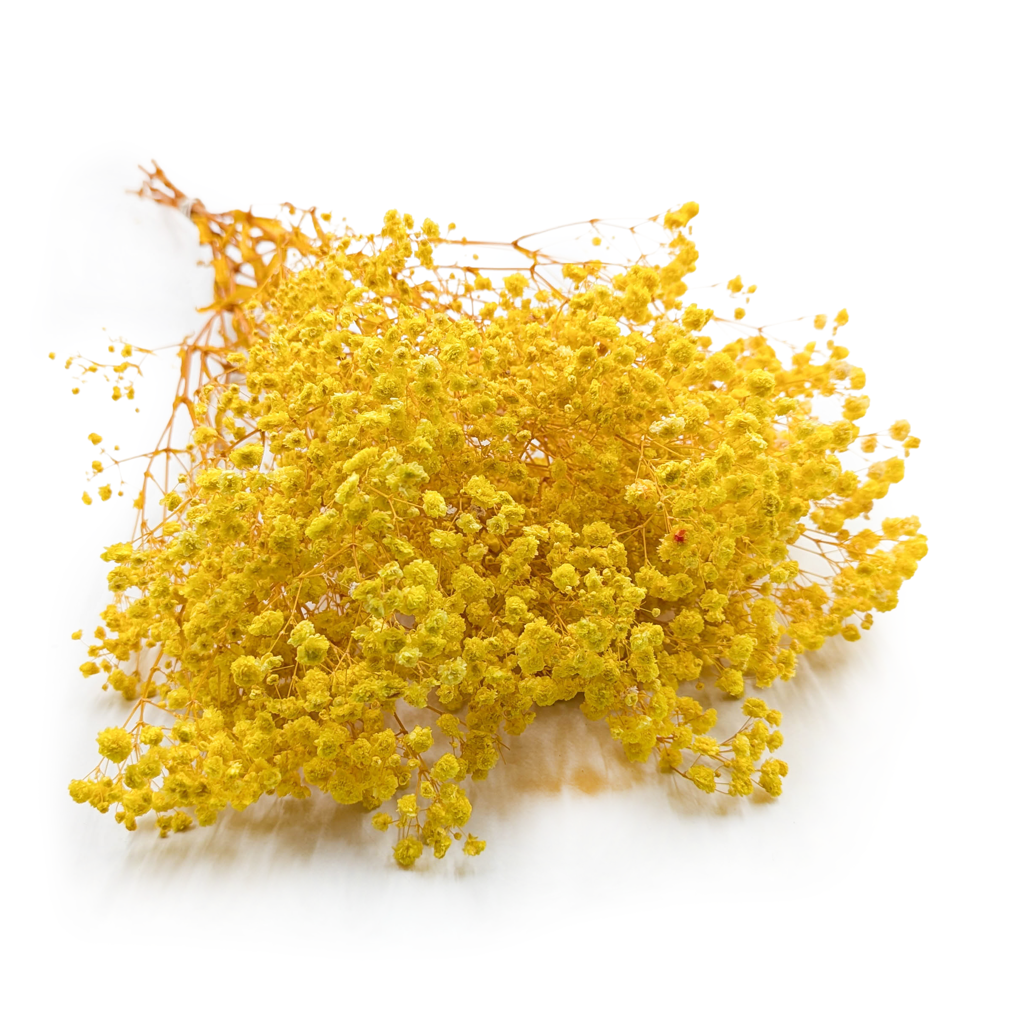 Stabilisierte Schleierkraut - (Gypsophila) - Royal Bouquet - Gelb