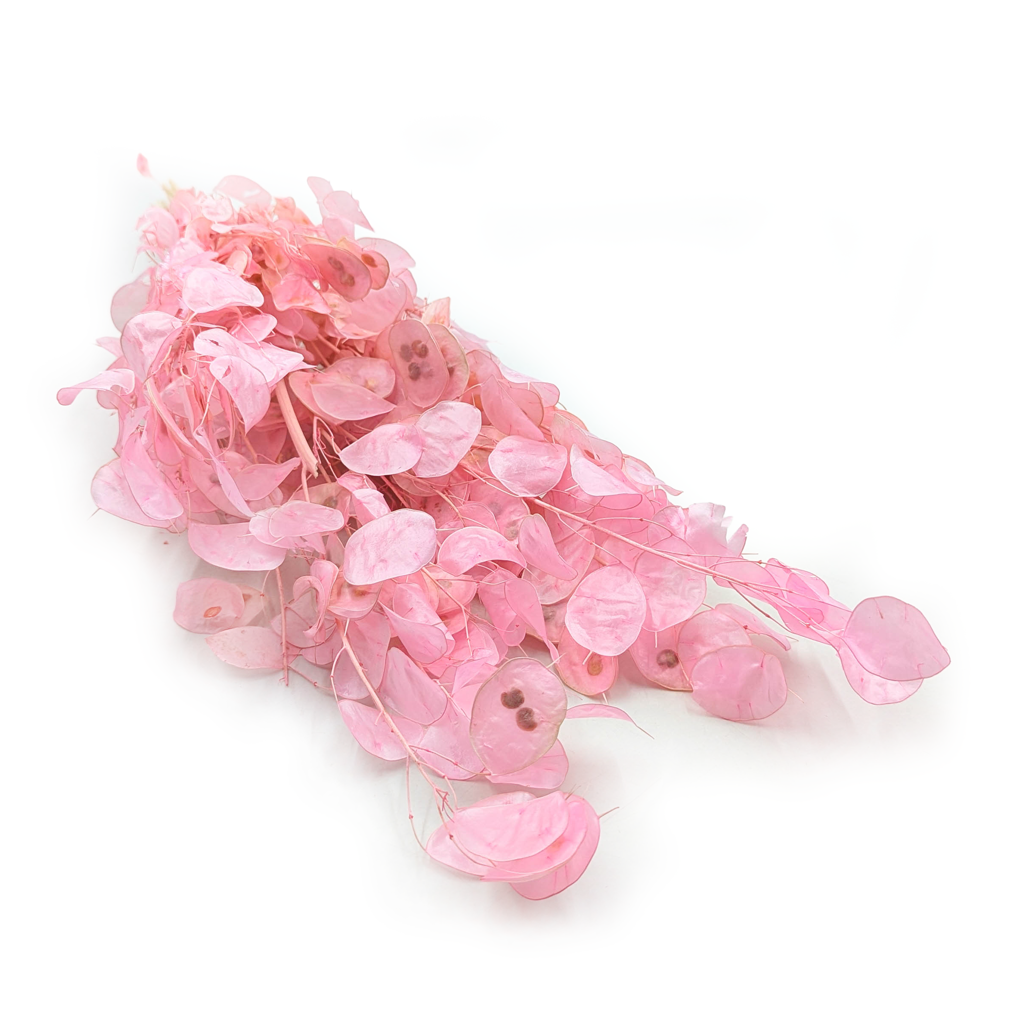 Silbertaler - (Lunaria) - Rosa 
