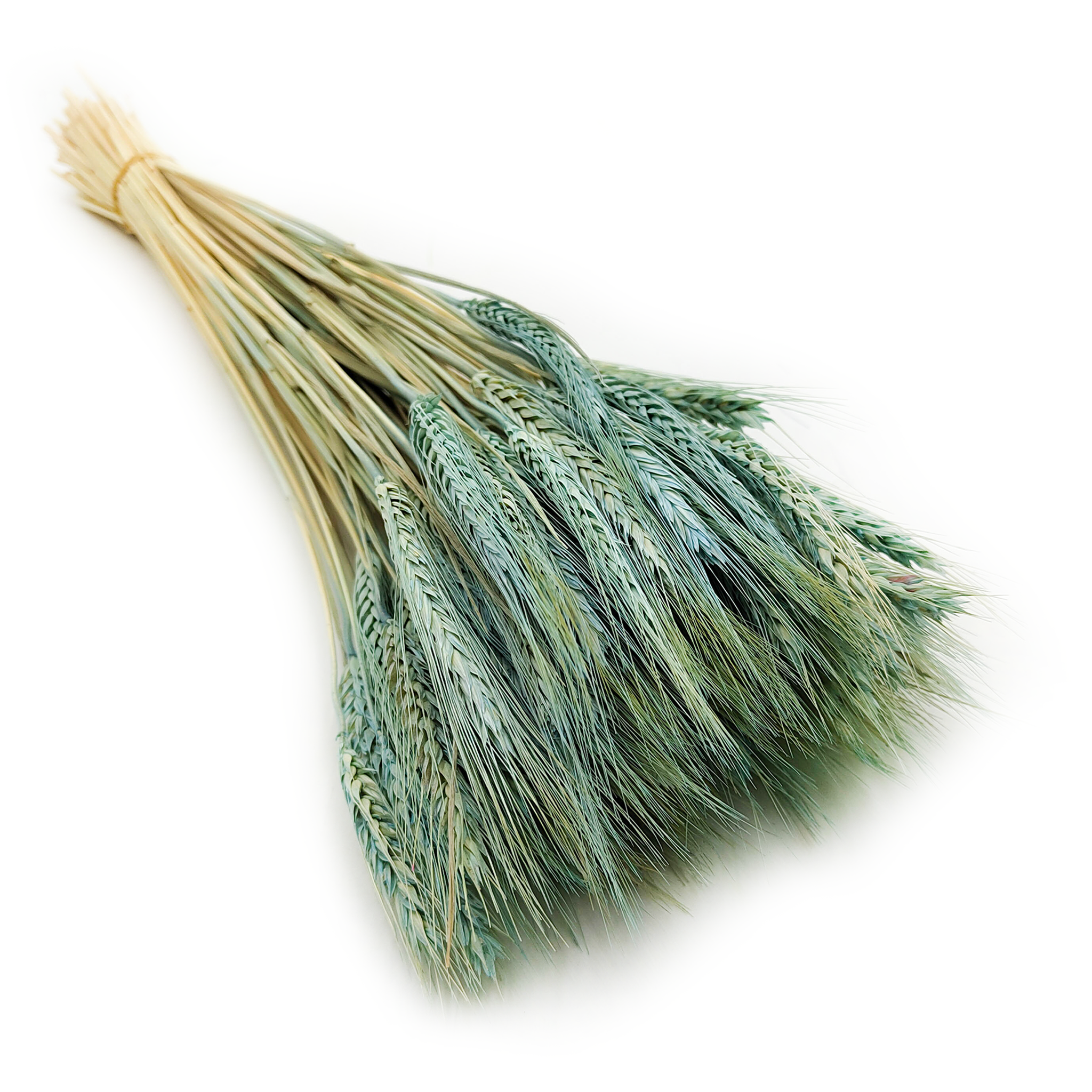 Triticale Getrocknete - Minzgrüne