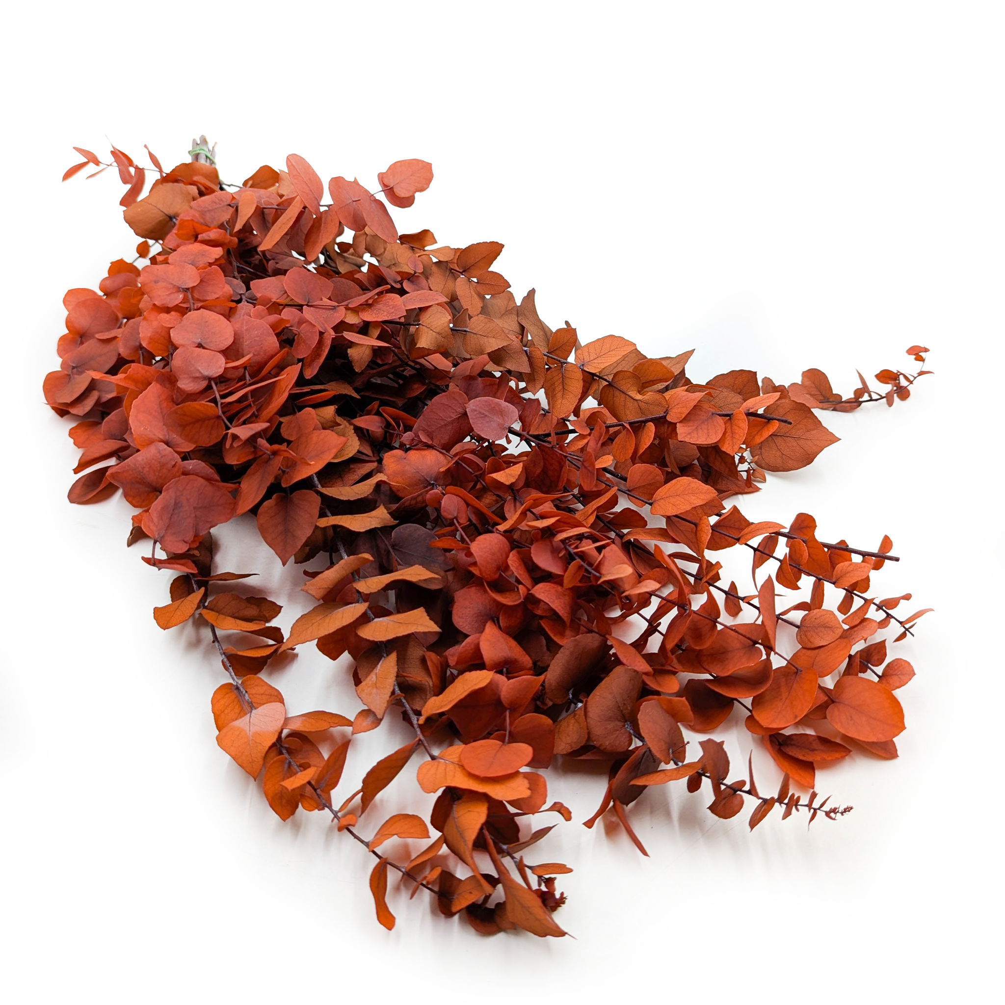 Stabilisierter Eukalyptus – Stuartiana – Herbstorange