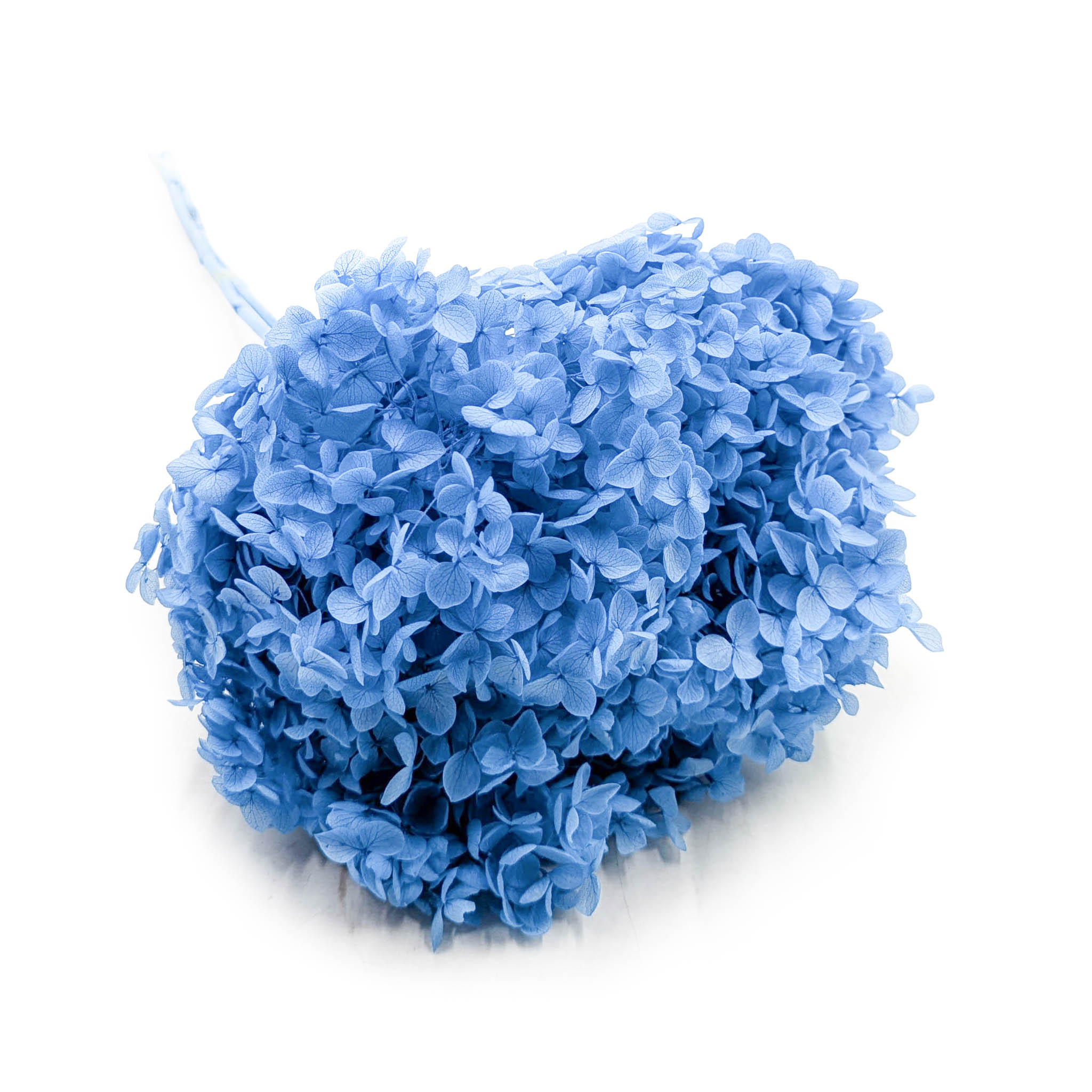 Stabilisierte Hortensie (Hydrangea Cabeza) - Royal - Blau