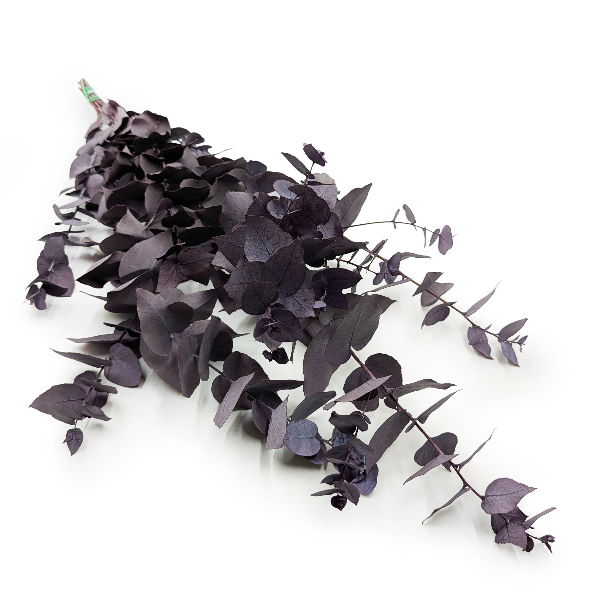 Stabilisierter Eukalyptus – Stuartiana – Kühles Violett
