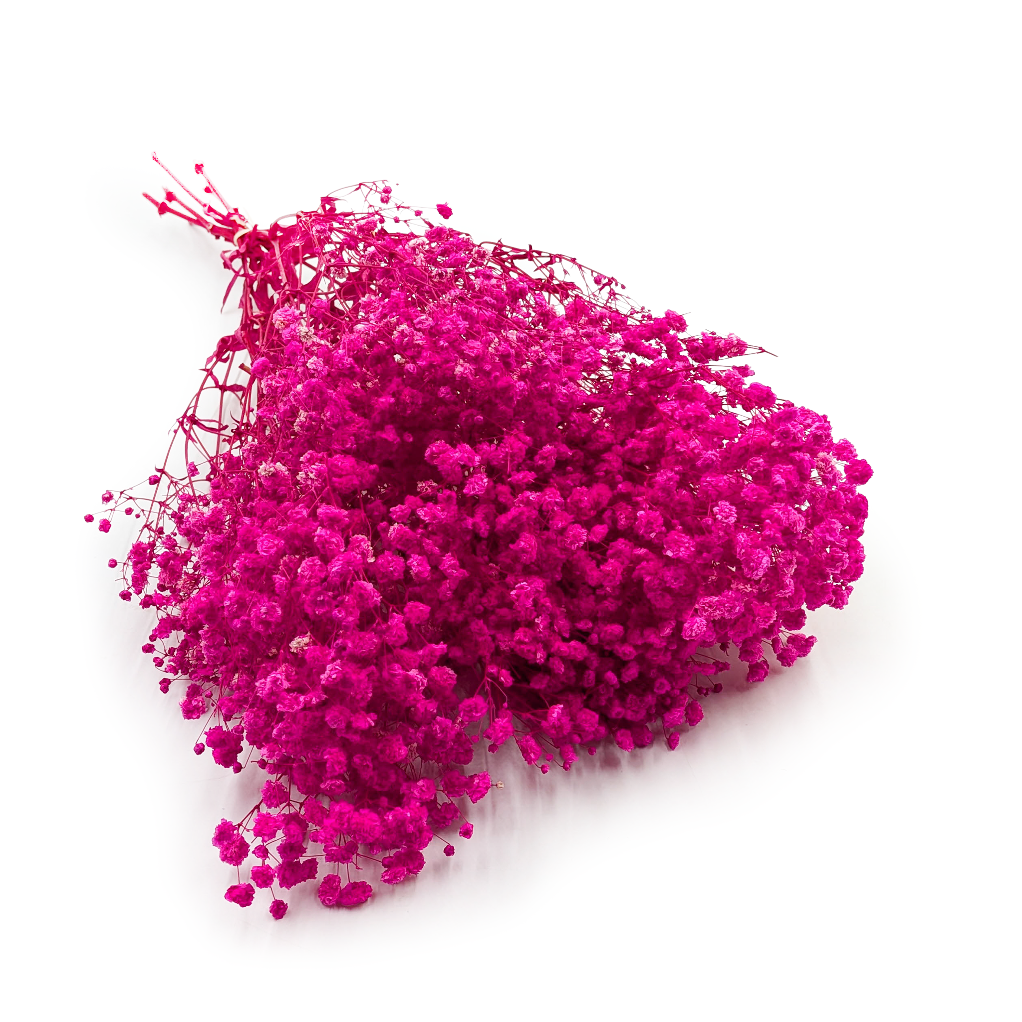 Stabilisierte Schleierkraut - (Gypsophila) - Royal Bouquet - Fuchsia