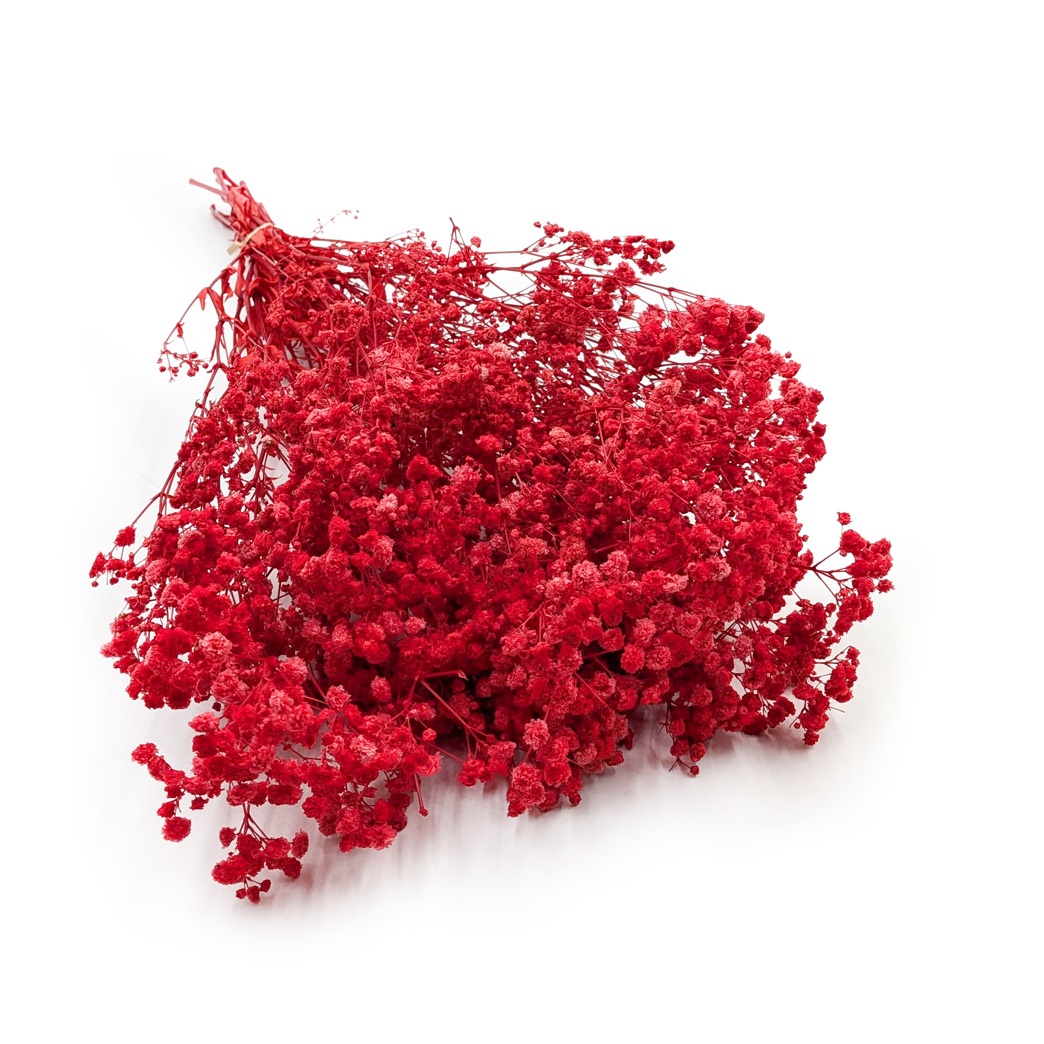 Stabilisierte Schleierkraut - (Gypsophila) - Royal Bouquet - Rot