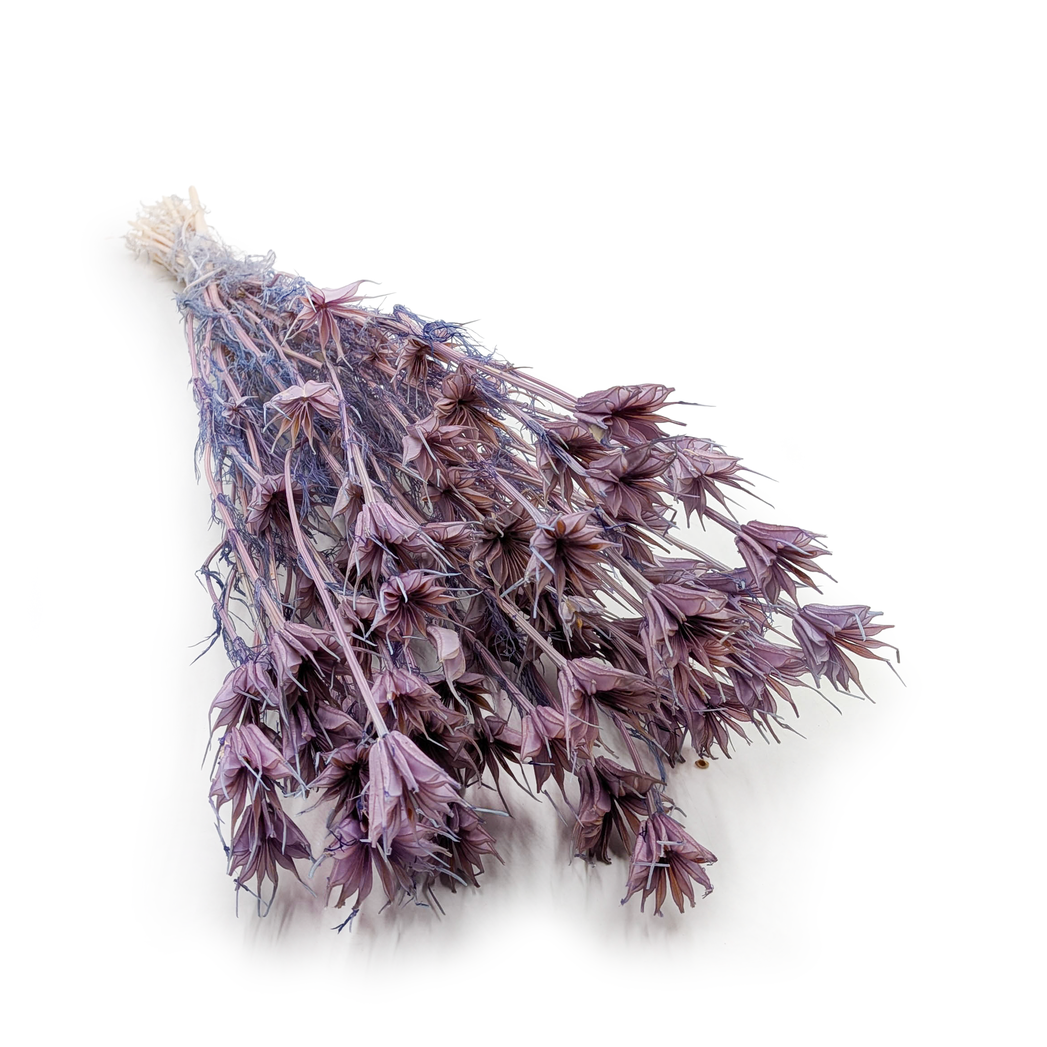 Orientalische Schwarzkümmelblume Getrocknete – (Nigella Orientalis) – Lavendel