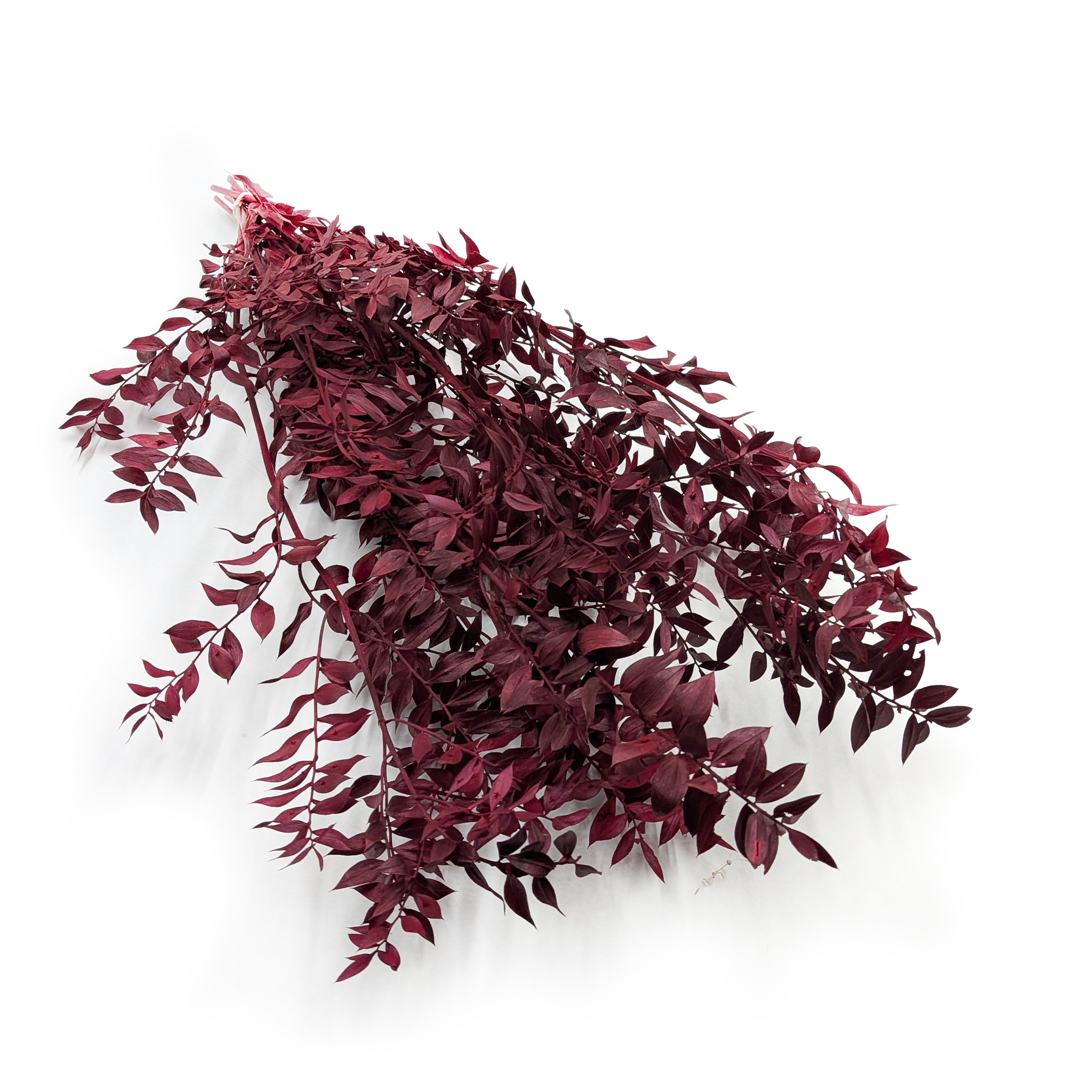 Ruscus Stabilisierte - (Ruscus) - Rot