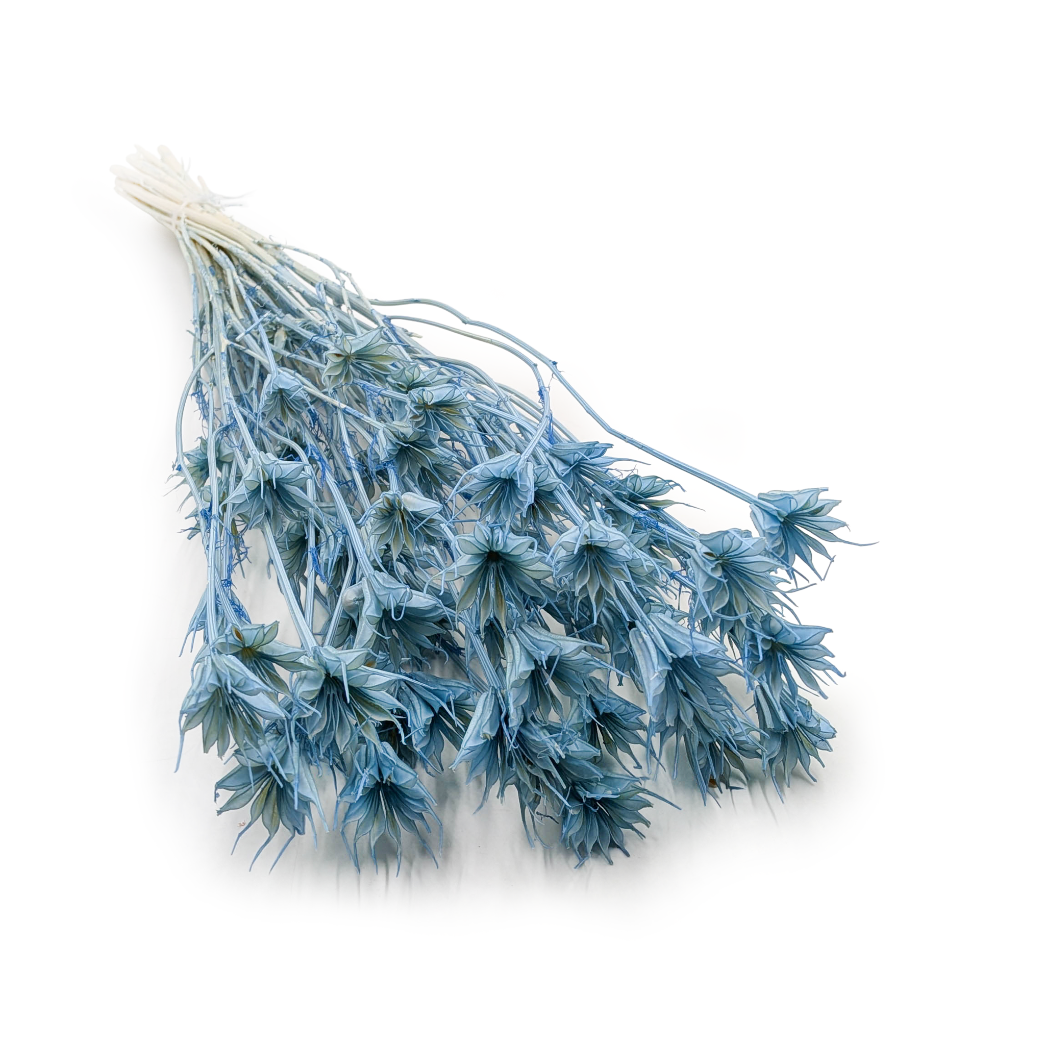 Orientalische Schwarzkümmelblume Getrocknete – (Nigella Orientalis) – Himmelblau