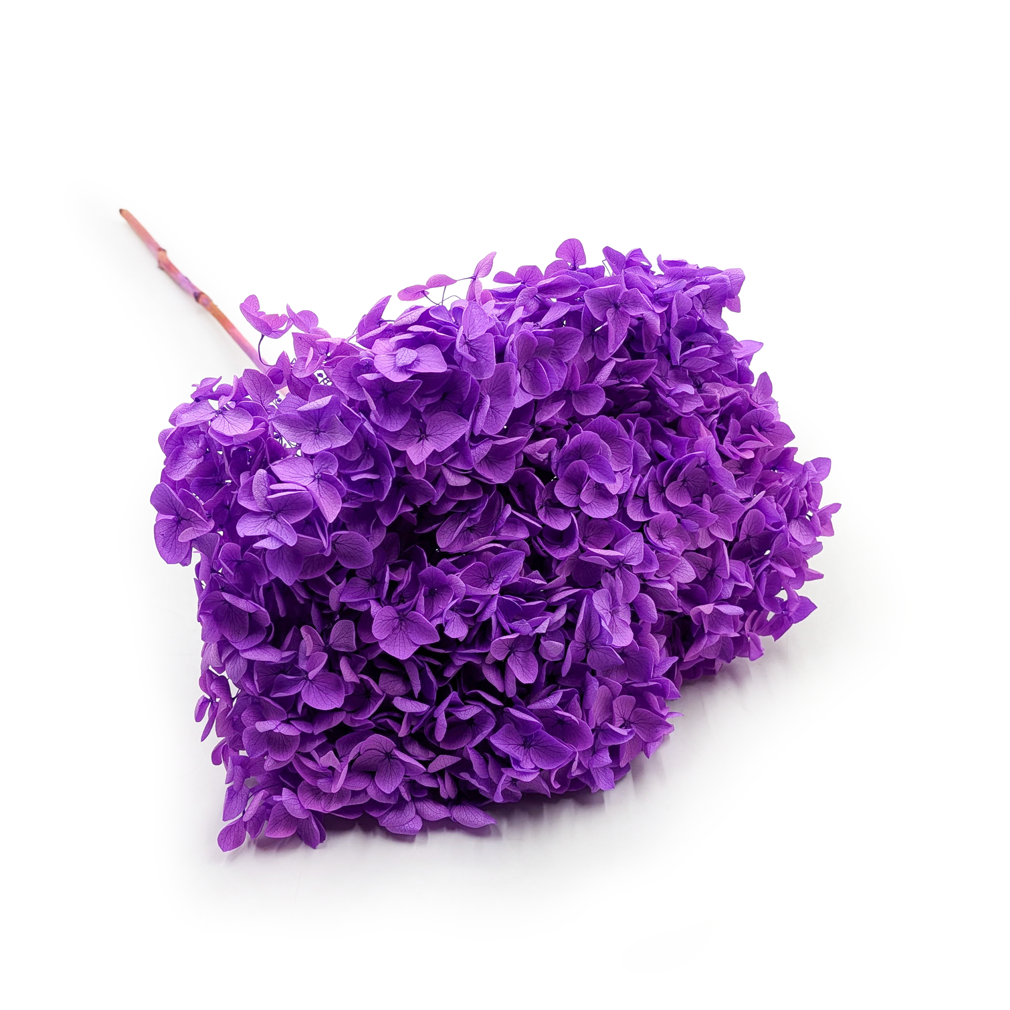 Stabilisierte Hortensie (Hydrangea Cabeza) - Royal - Lavendel