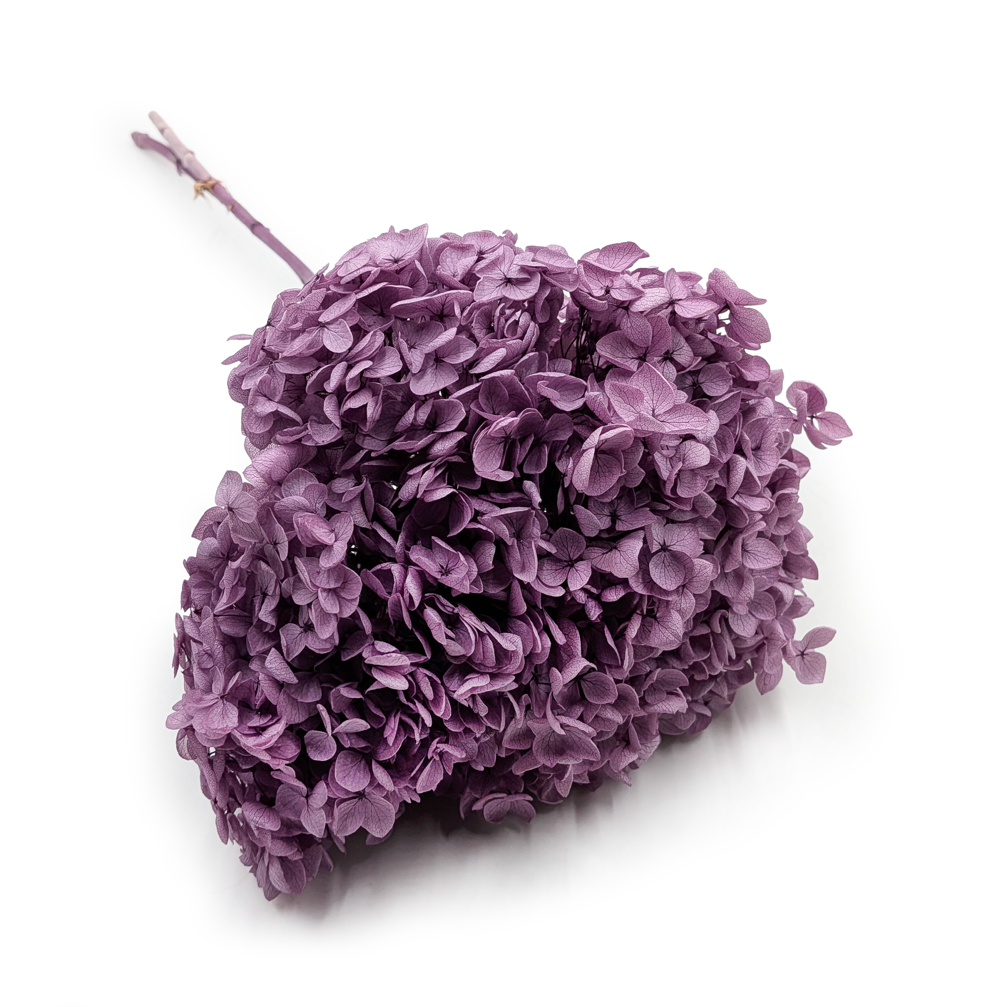 Stabilisierte Hortensie (Hydrangea Cabeza) - Royal - Pflaumenfarben