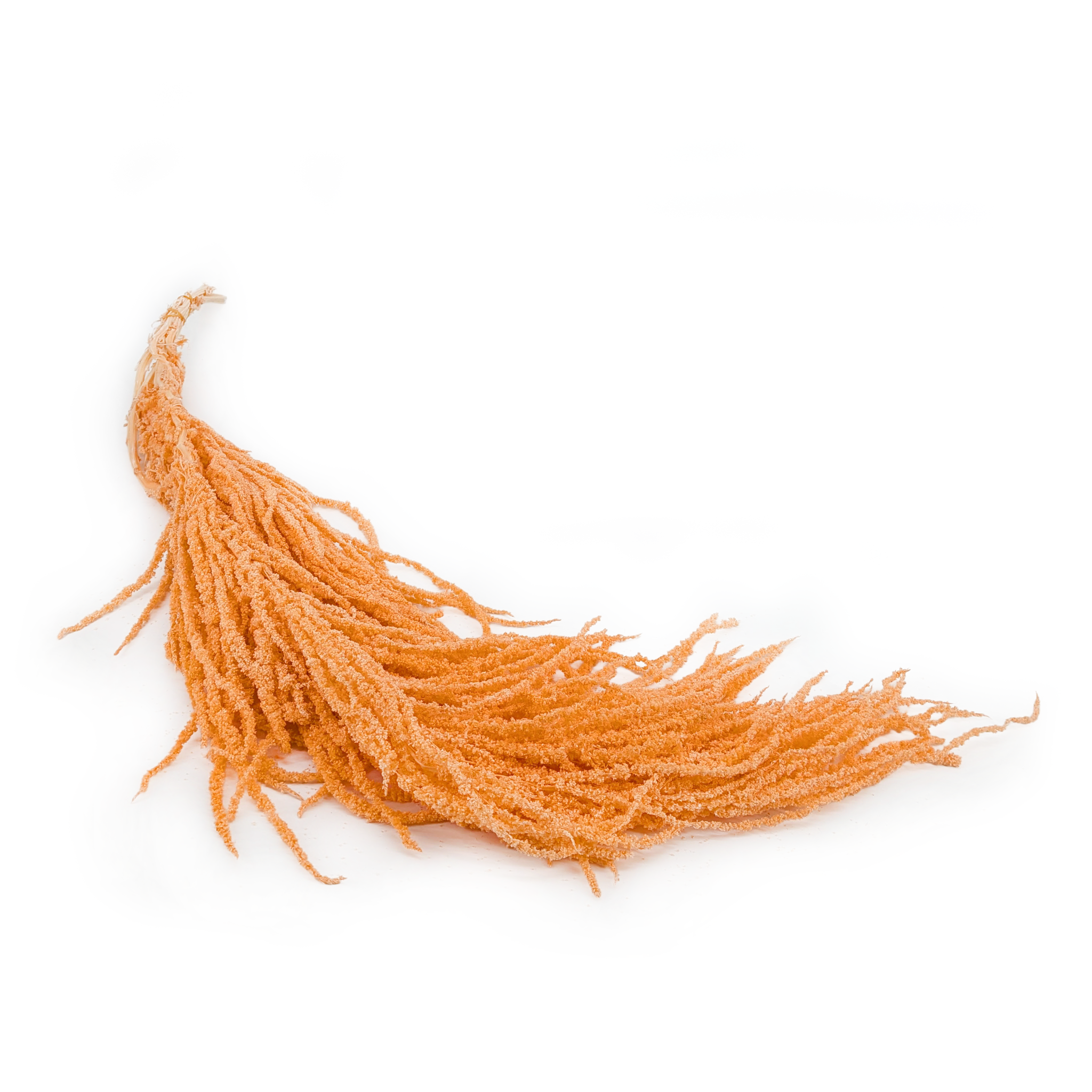 Stabilisierter Amaranthus - Royal – Pfirsich