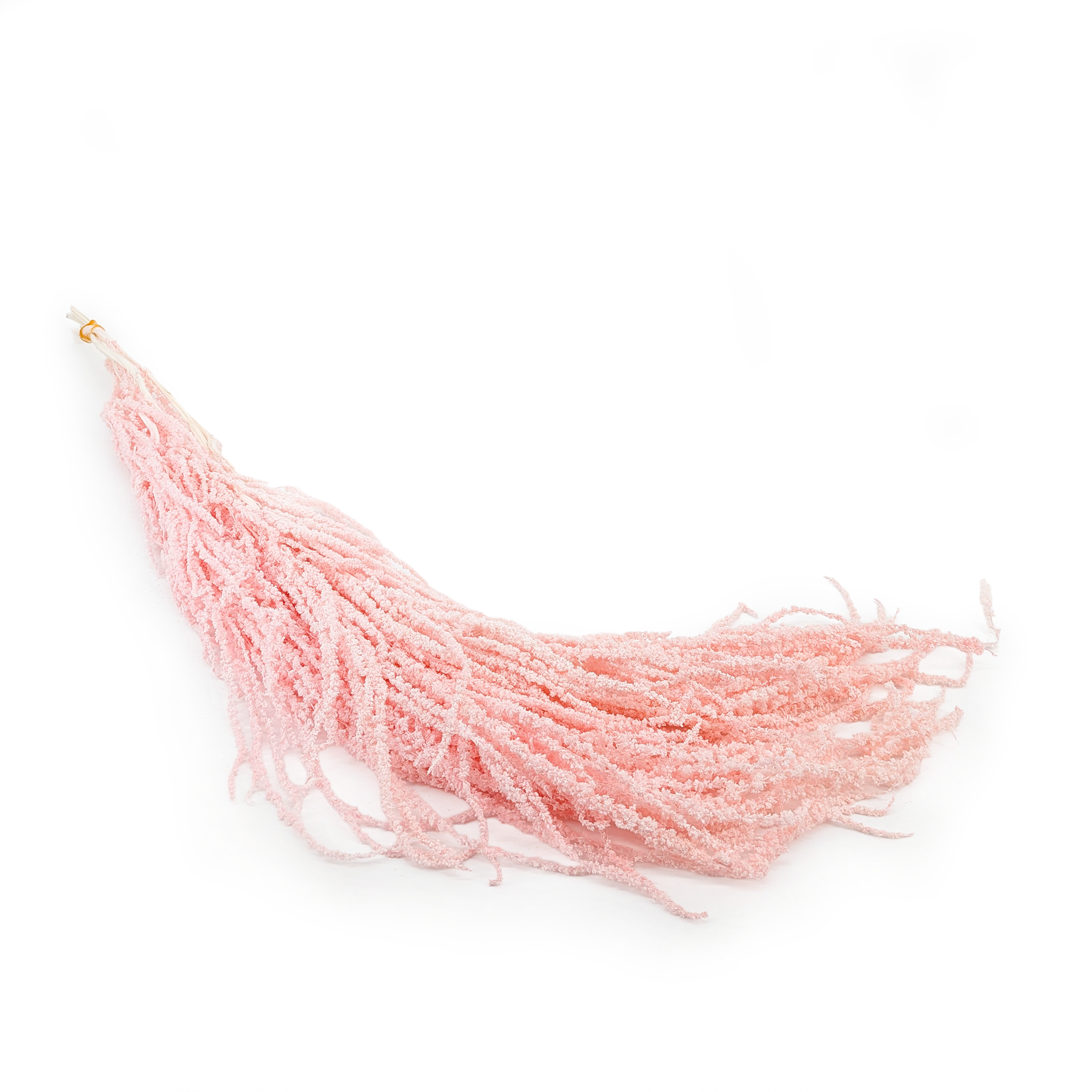 Stabilisierter Amaranthus - Royal – Lachsrosa