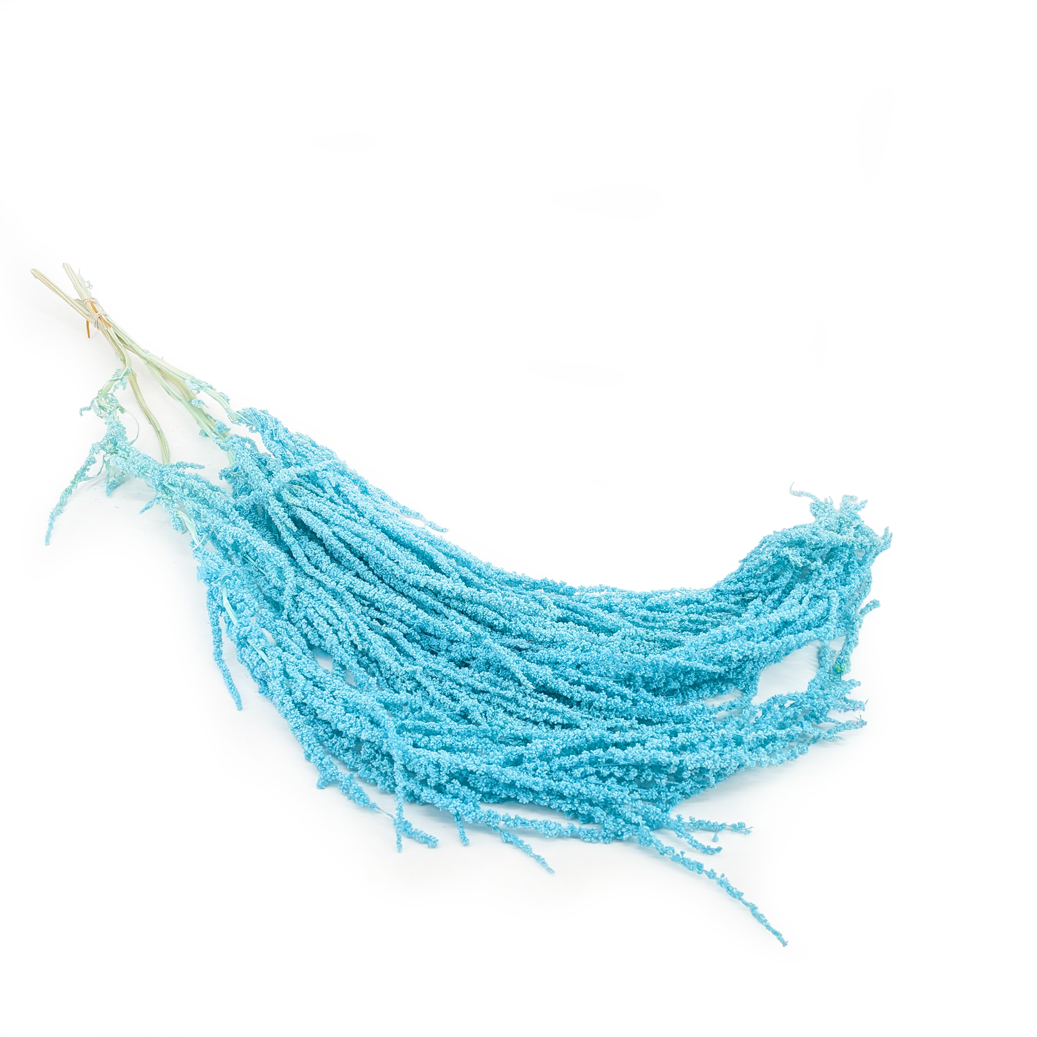 Stabilisierter Amaranthus - Royal – Mint Blau
