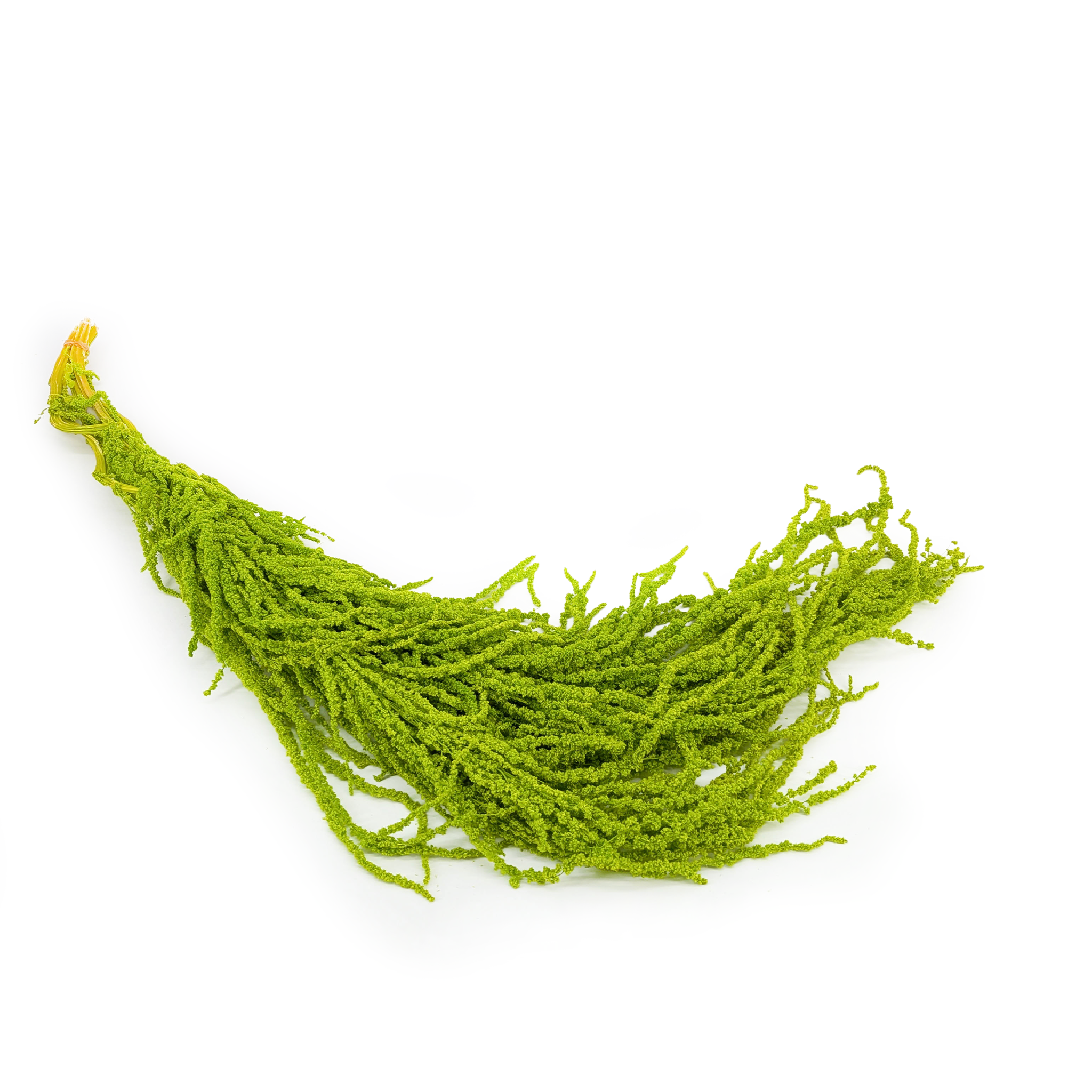 Stabilisierter Amaranthus - Royal – Hellgrün