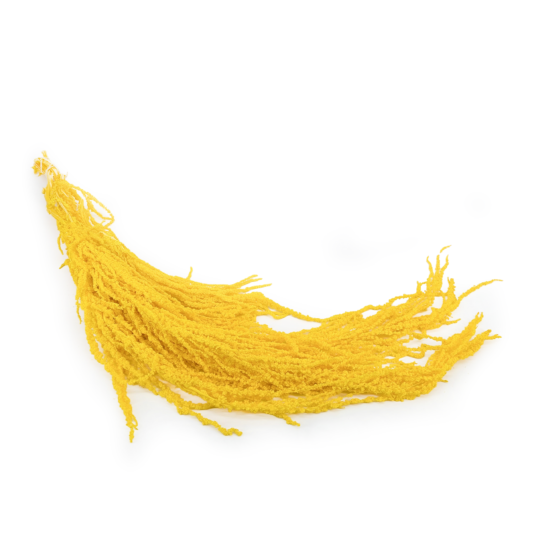 Stabilisierter Amaranthus - Royal – Gelb