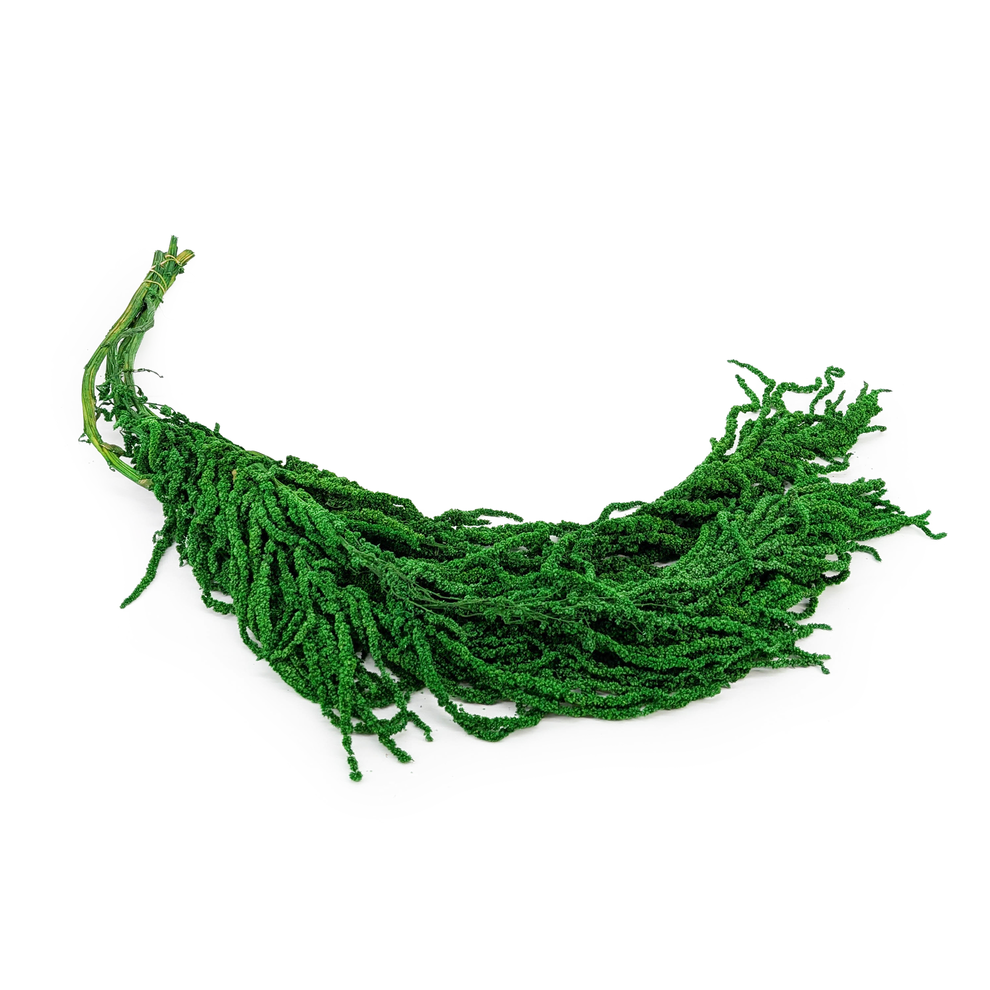 Stabilisierter Amaranthus - Royal – Grün