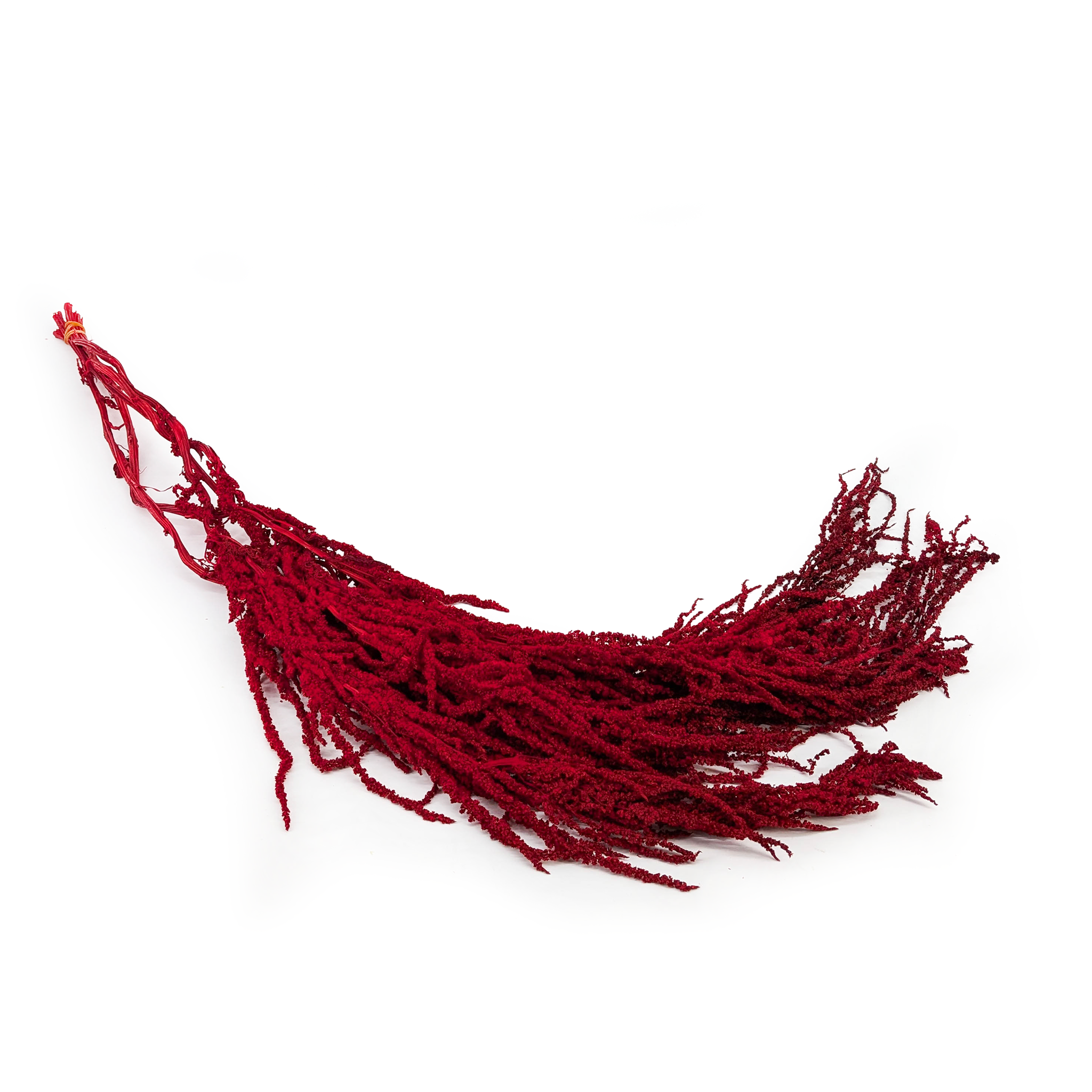 Stabilisierter Amaranthus - Royal – Rot